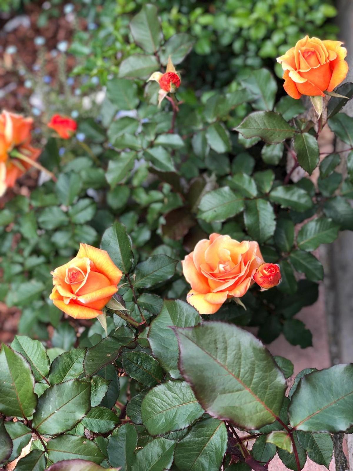 Photo 35