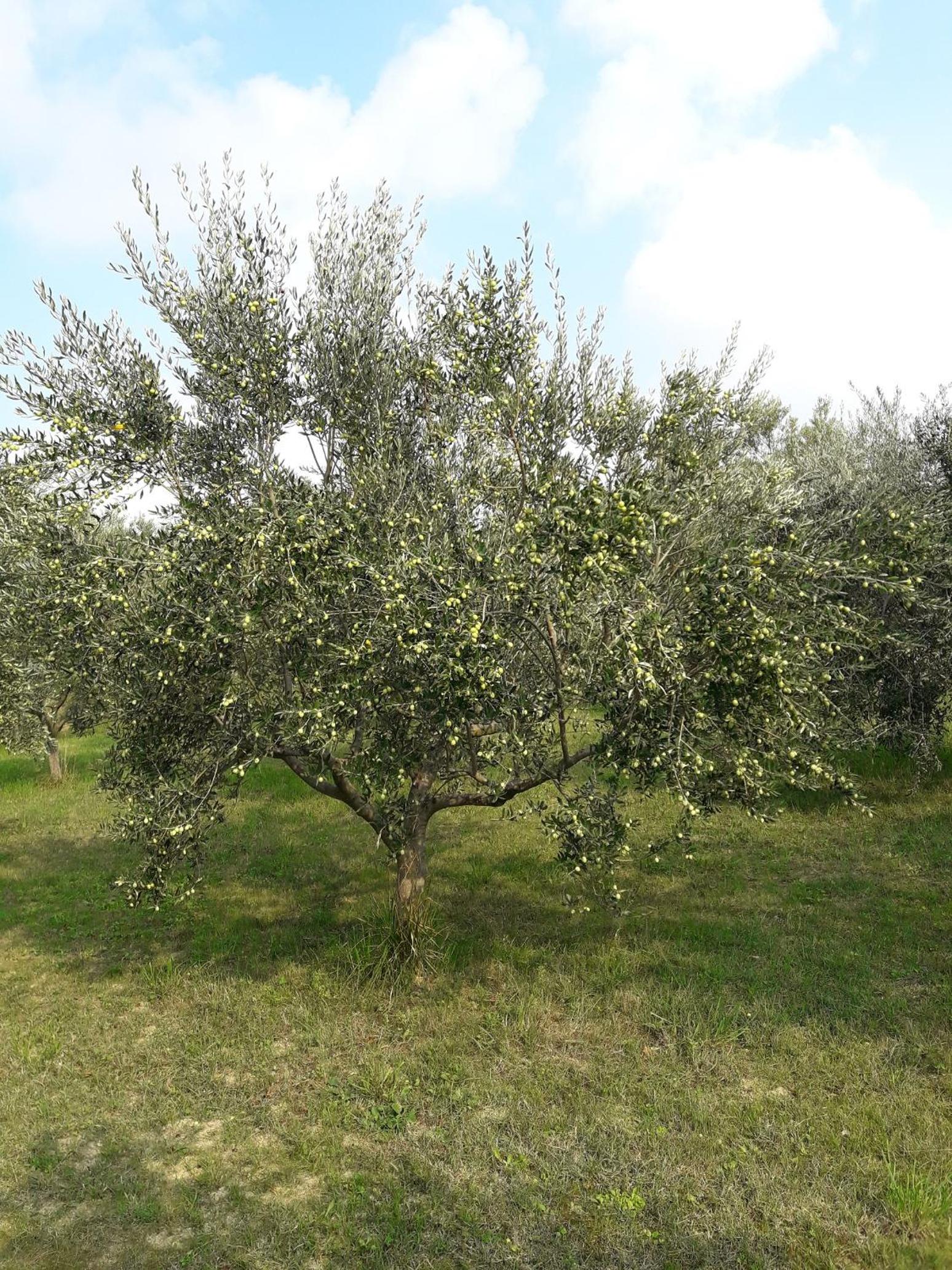 Photo 29
