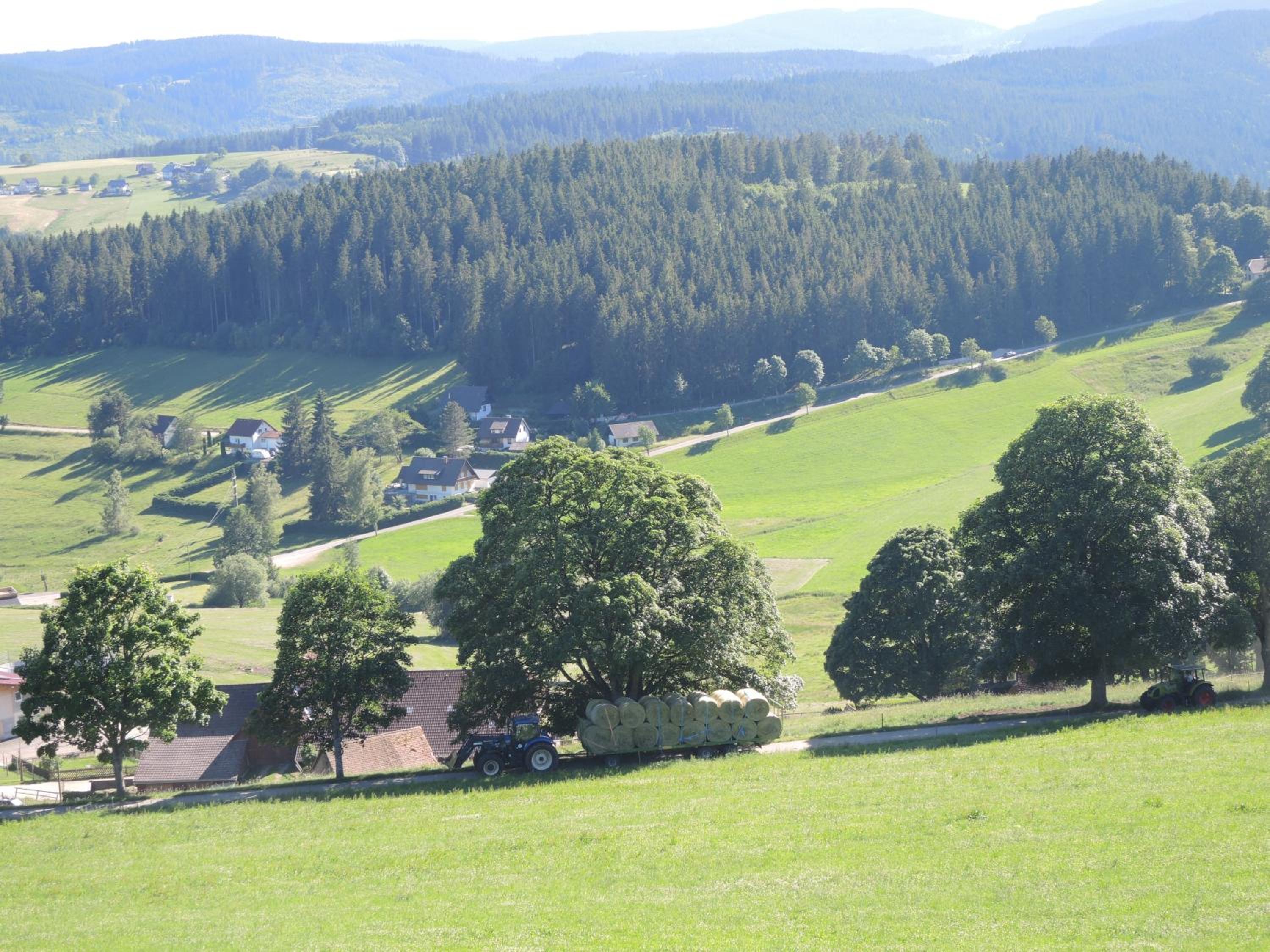 Ferienwohnung Saig view 5