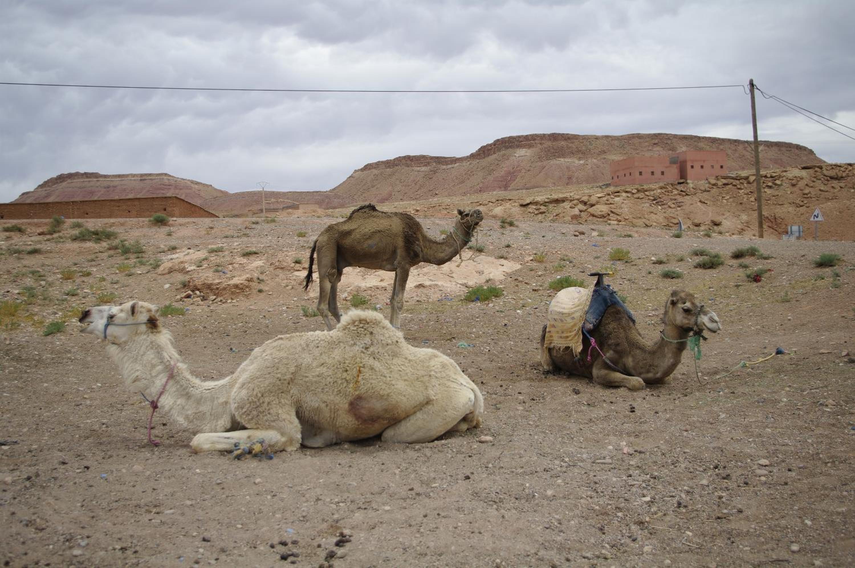 Kasbah La Cigogne