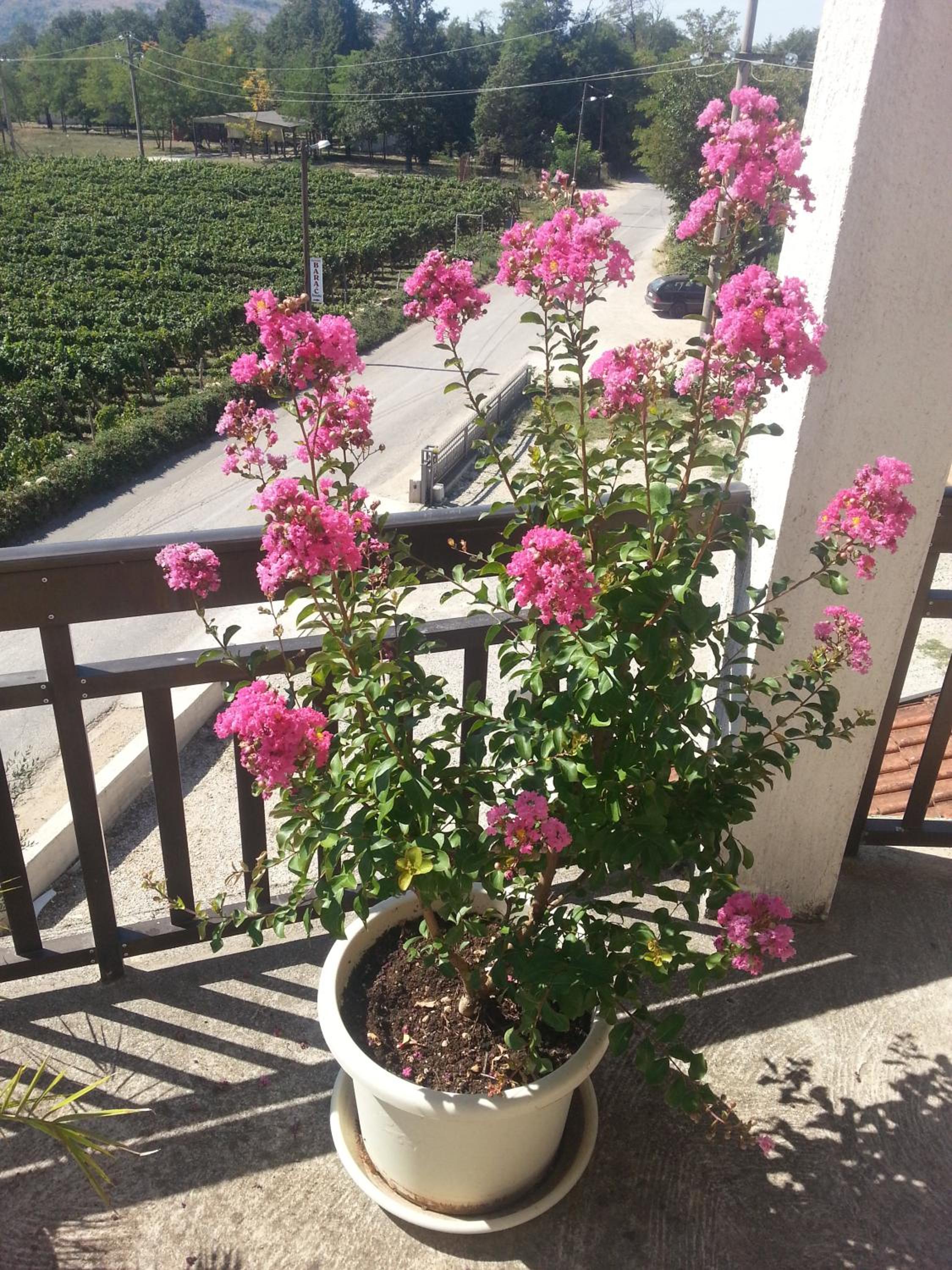 Guest House Robi