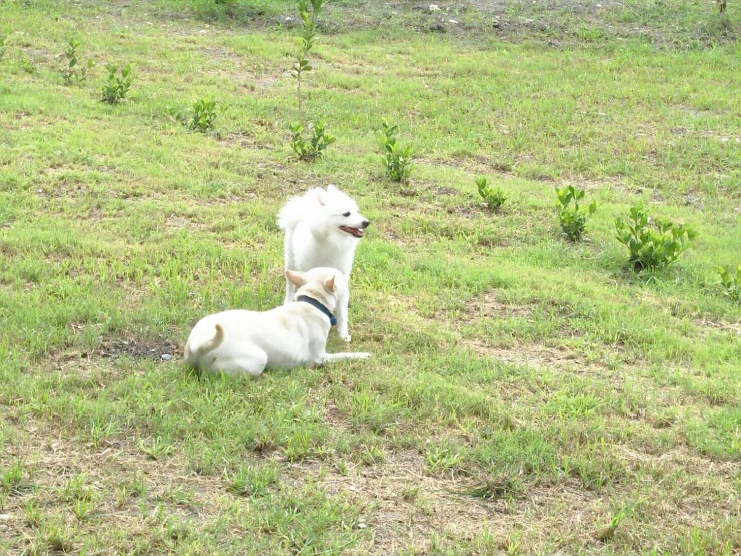 Photo 35