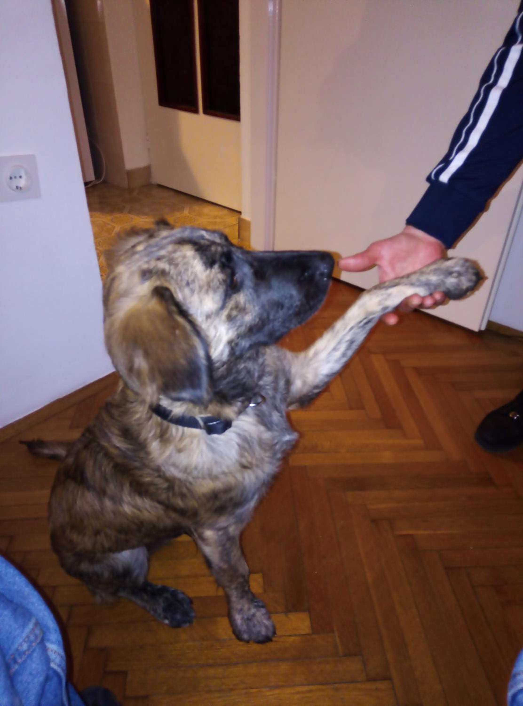 human