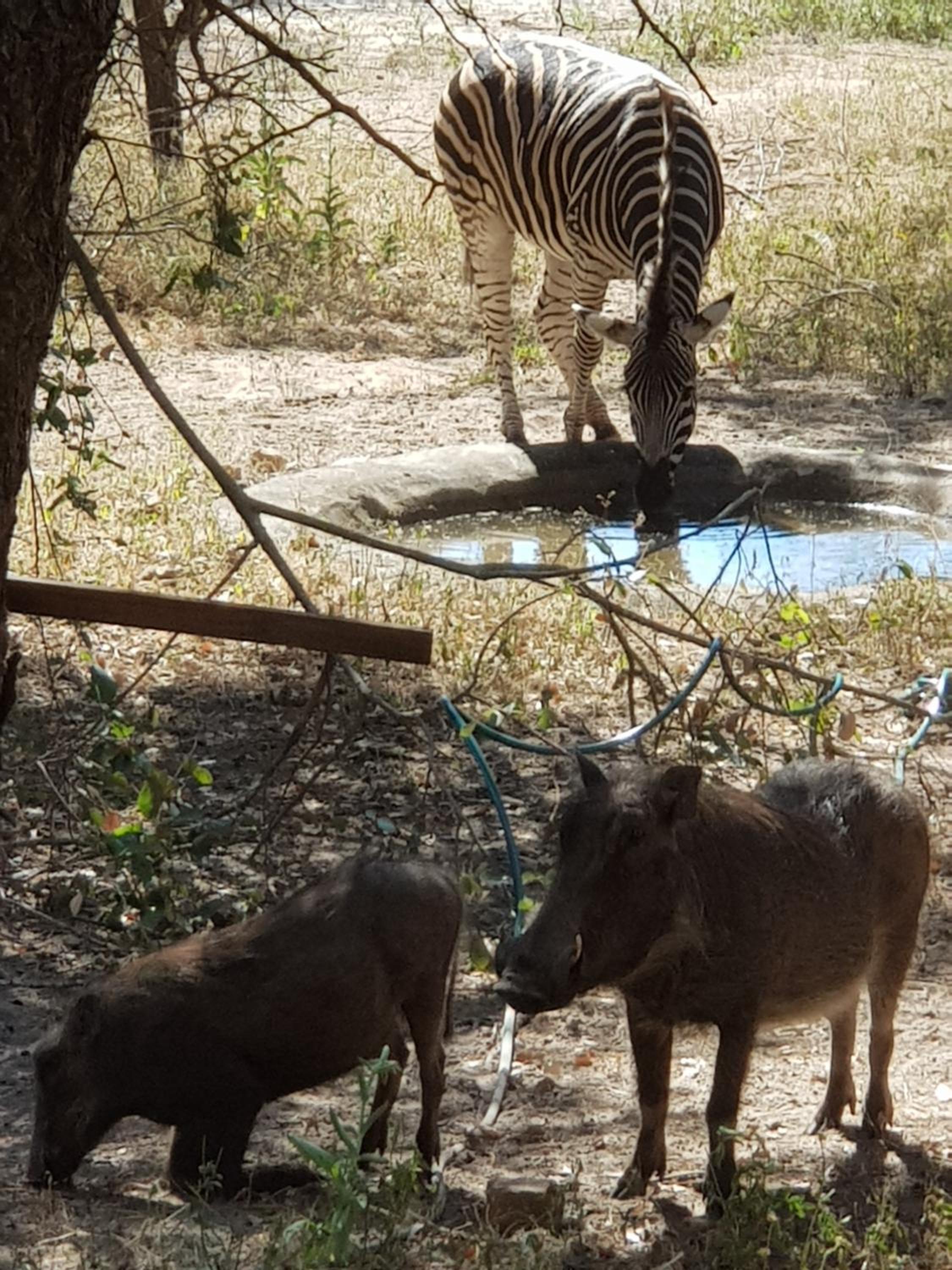 Mopani Villa view 4