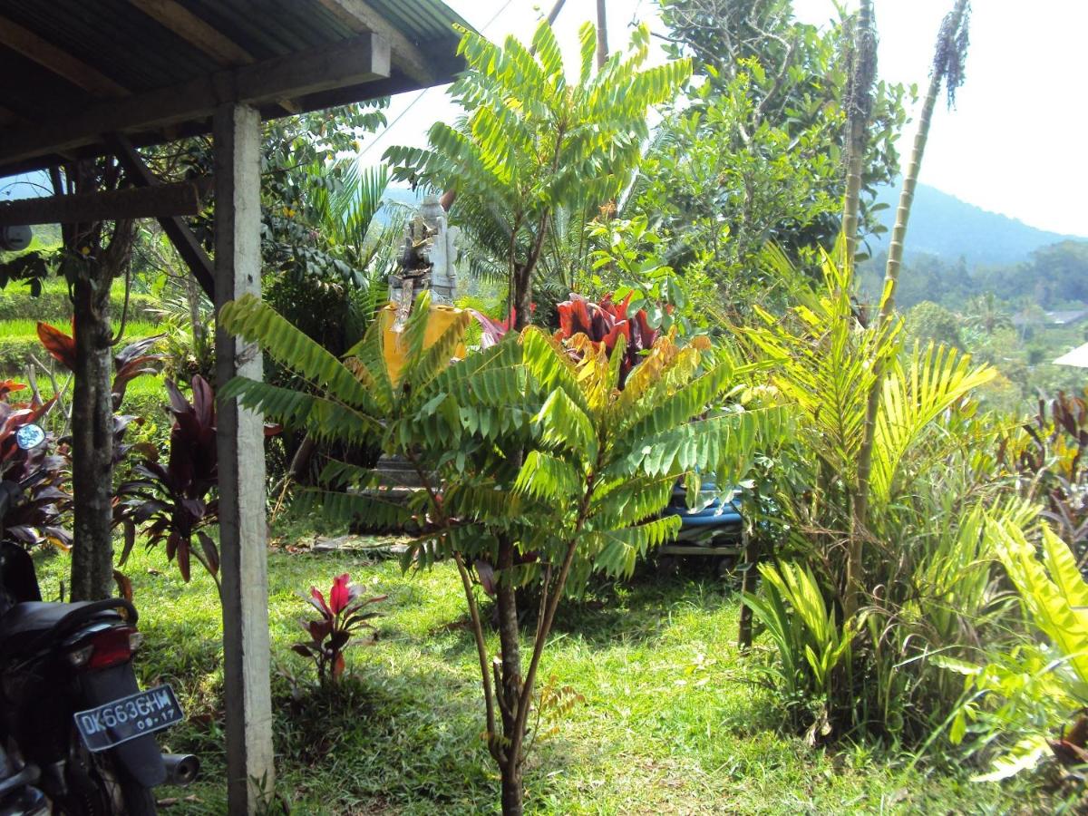 Teras Subak Jatiluwih view 5