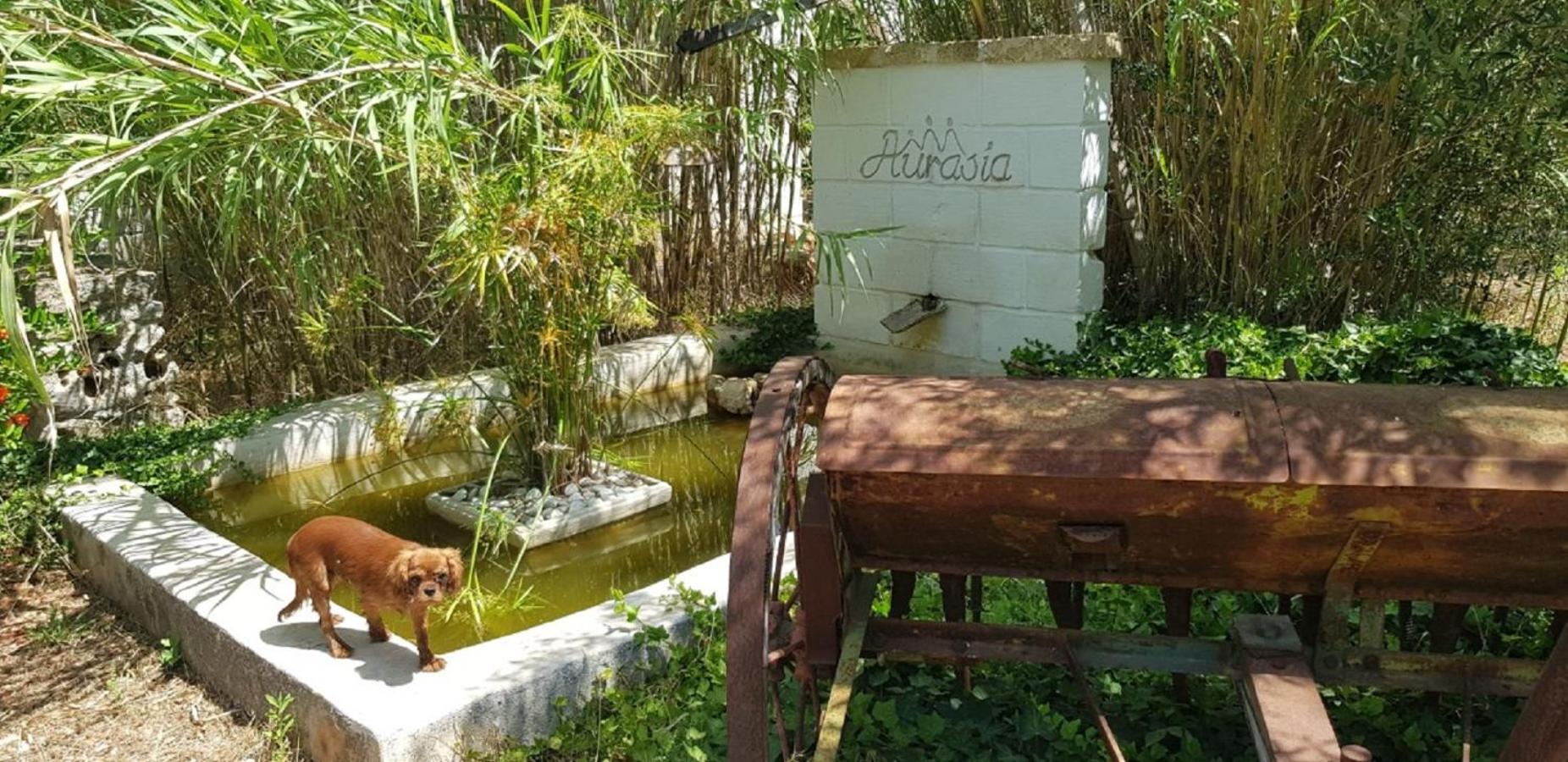 B&b Aurasia
