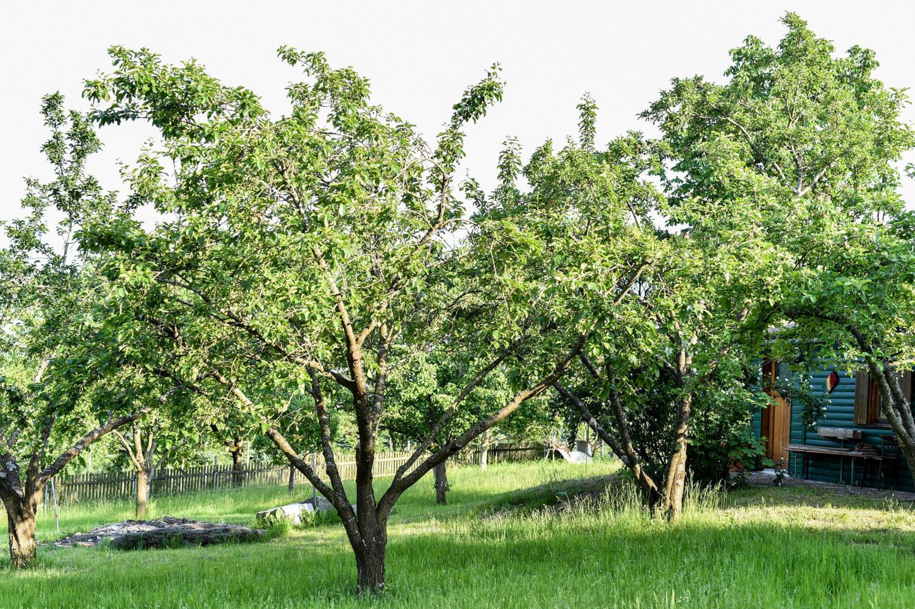 Photo 43