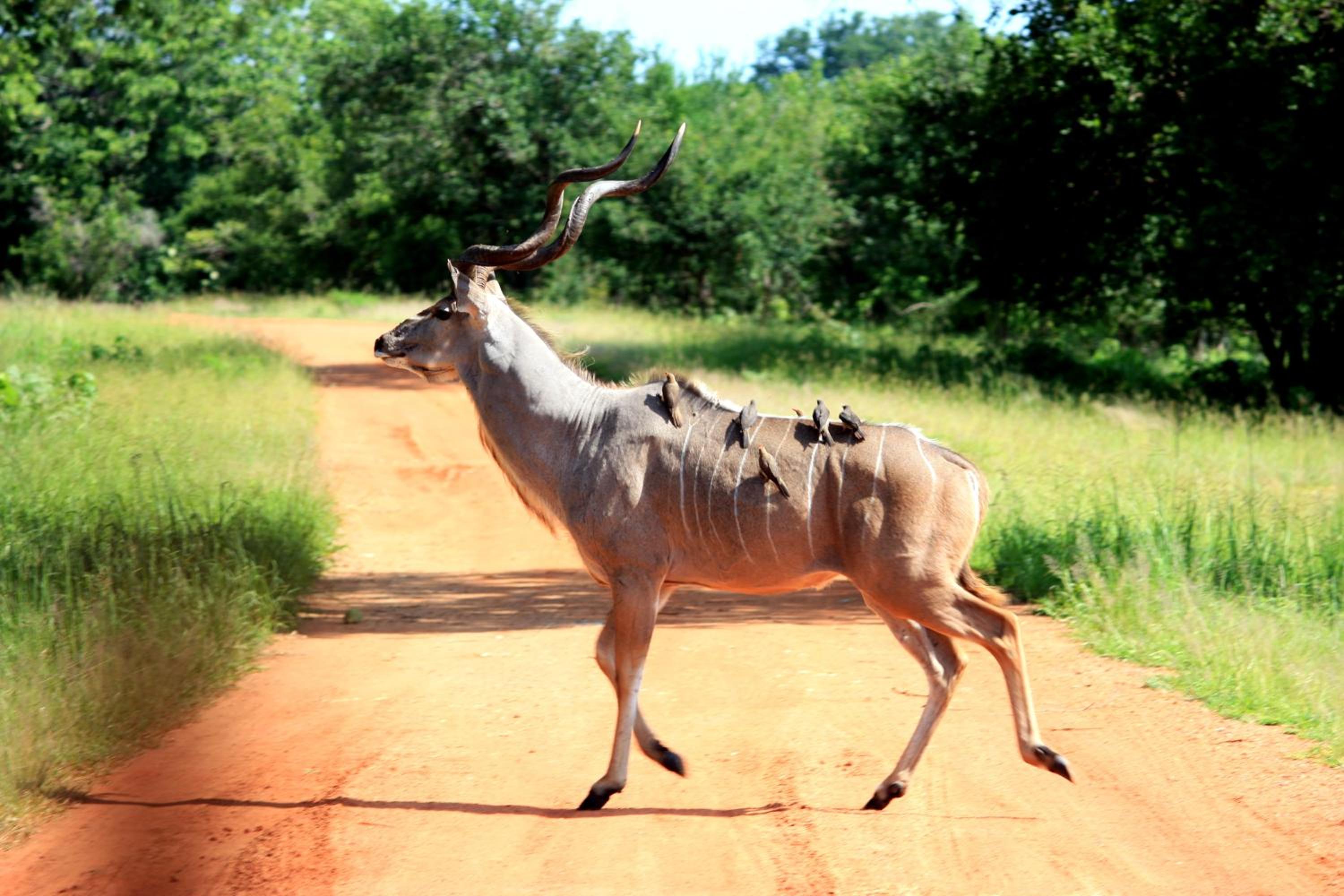 Nahubwe Safari Lodge