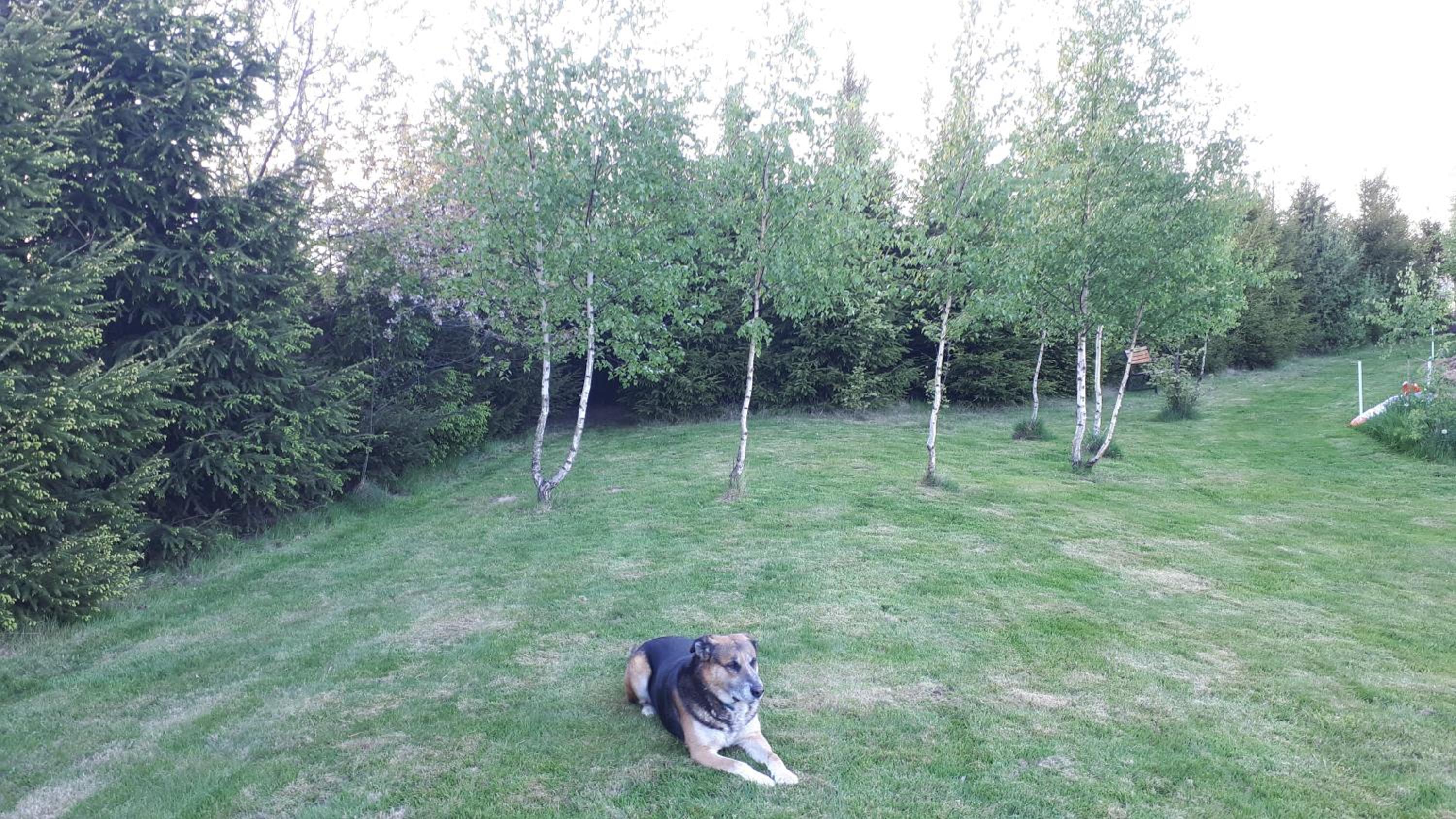 Photo 11