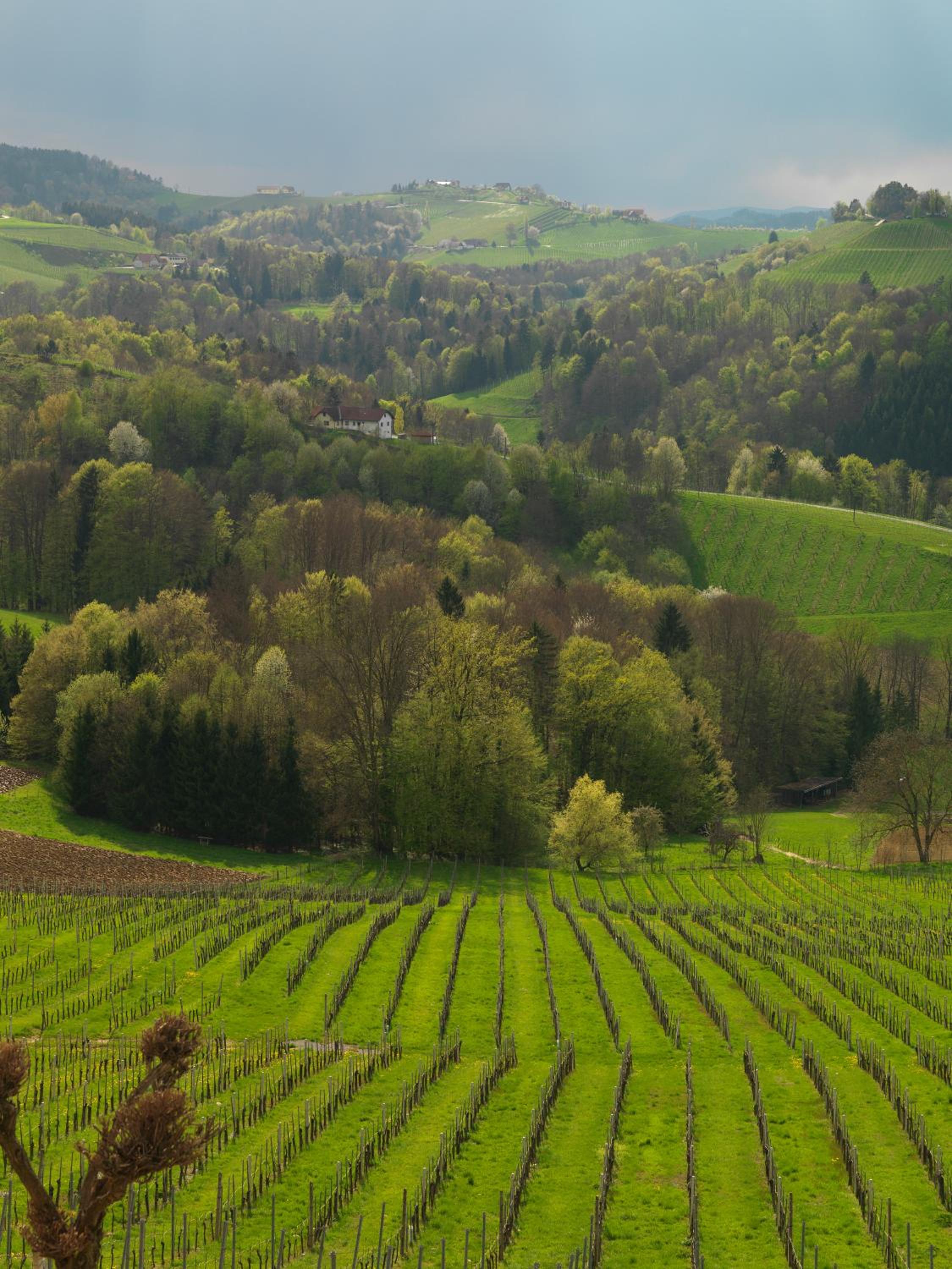 Weingut Skoff Original