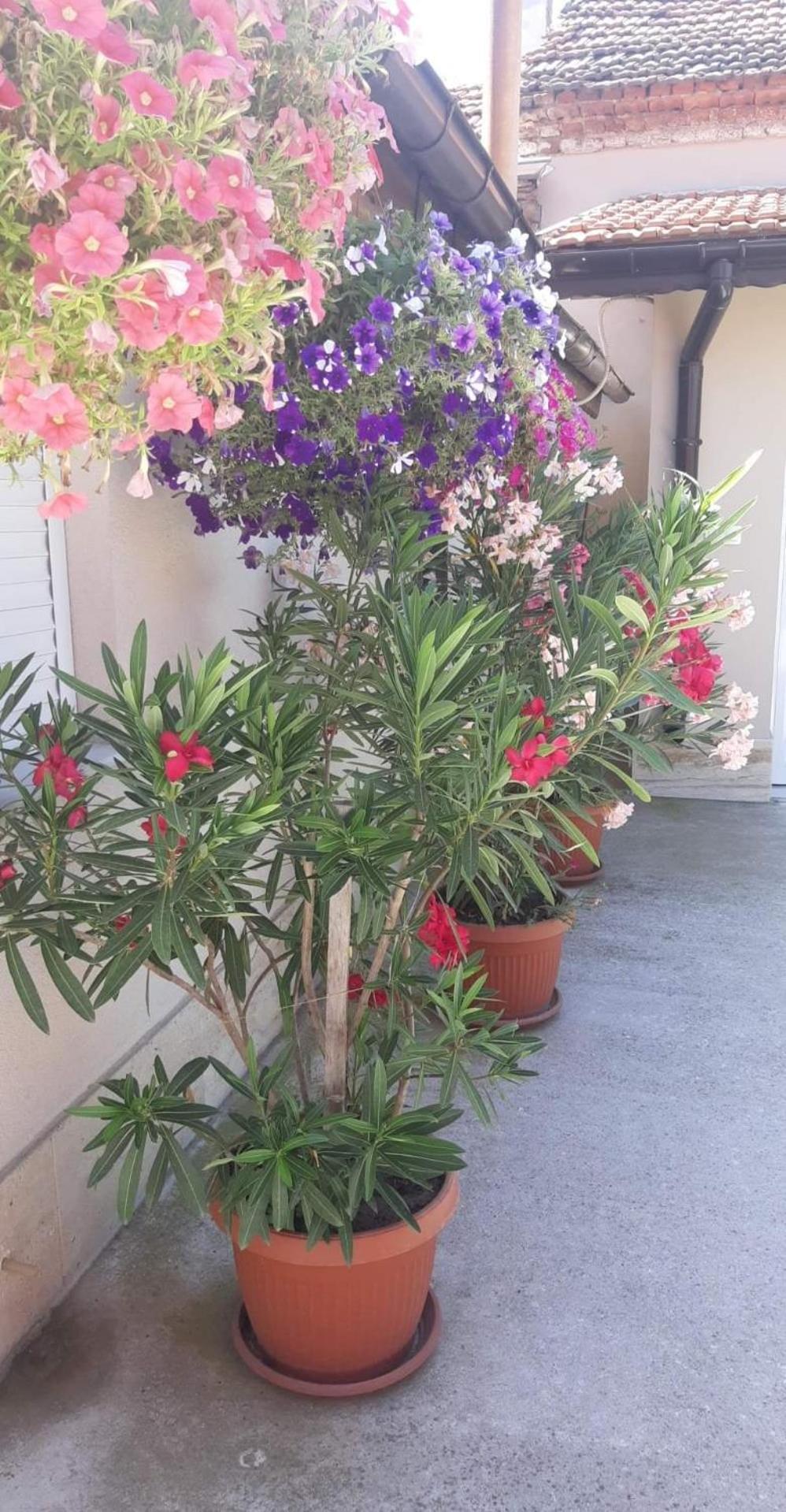 Villa Ros Guest House