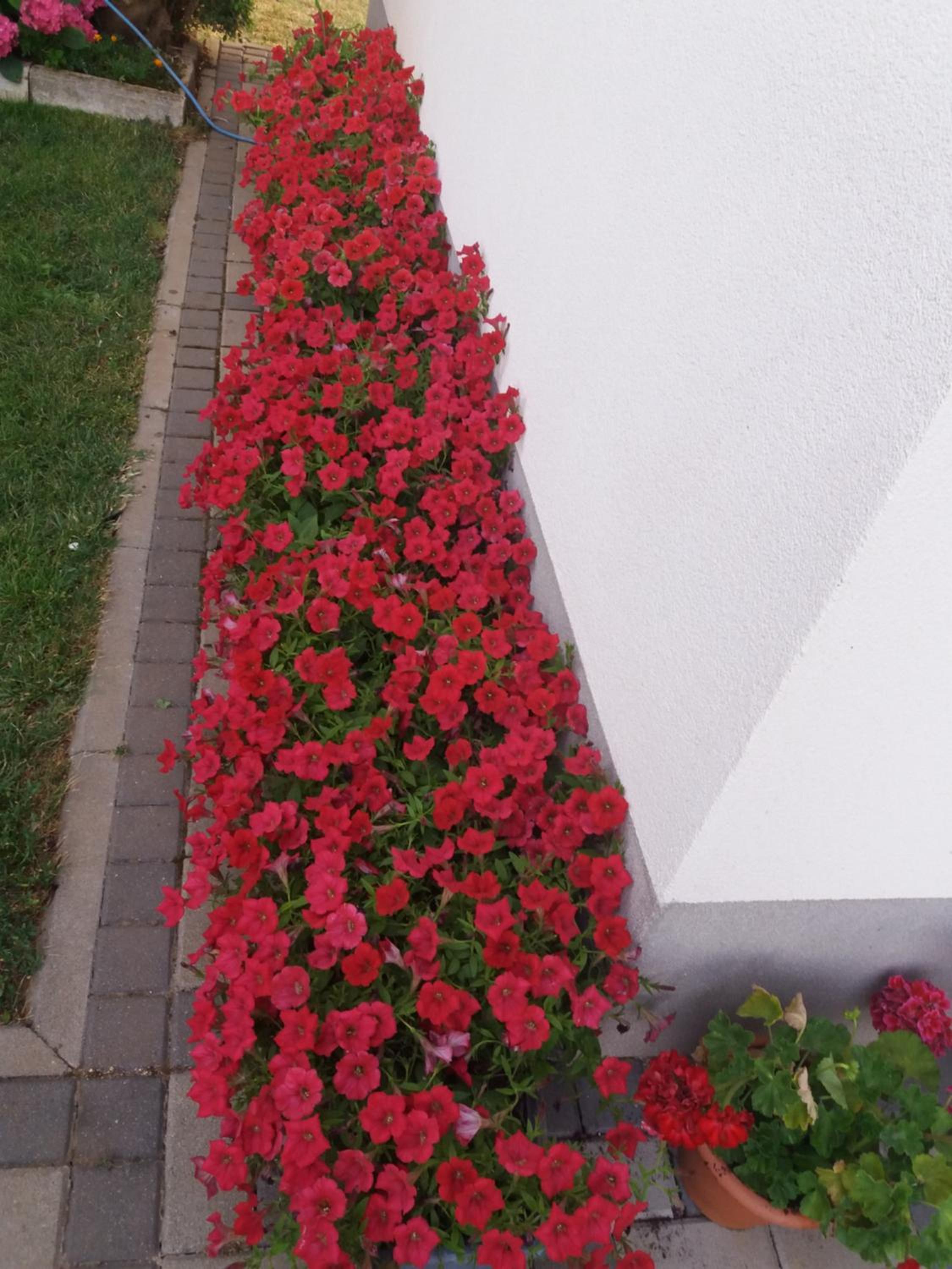 Pansion Ljubica