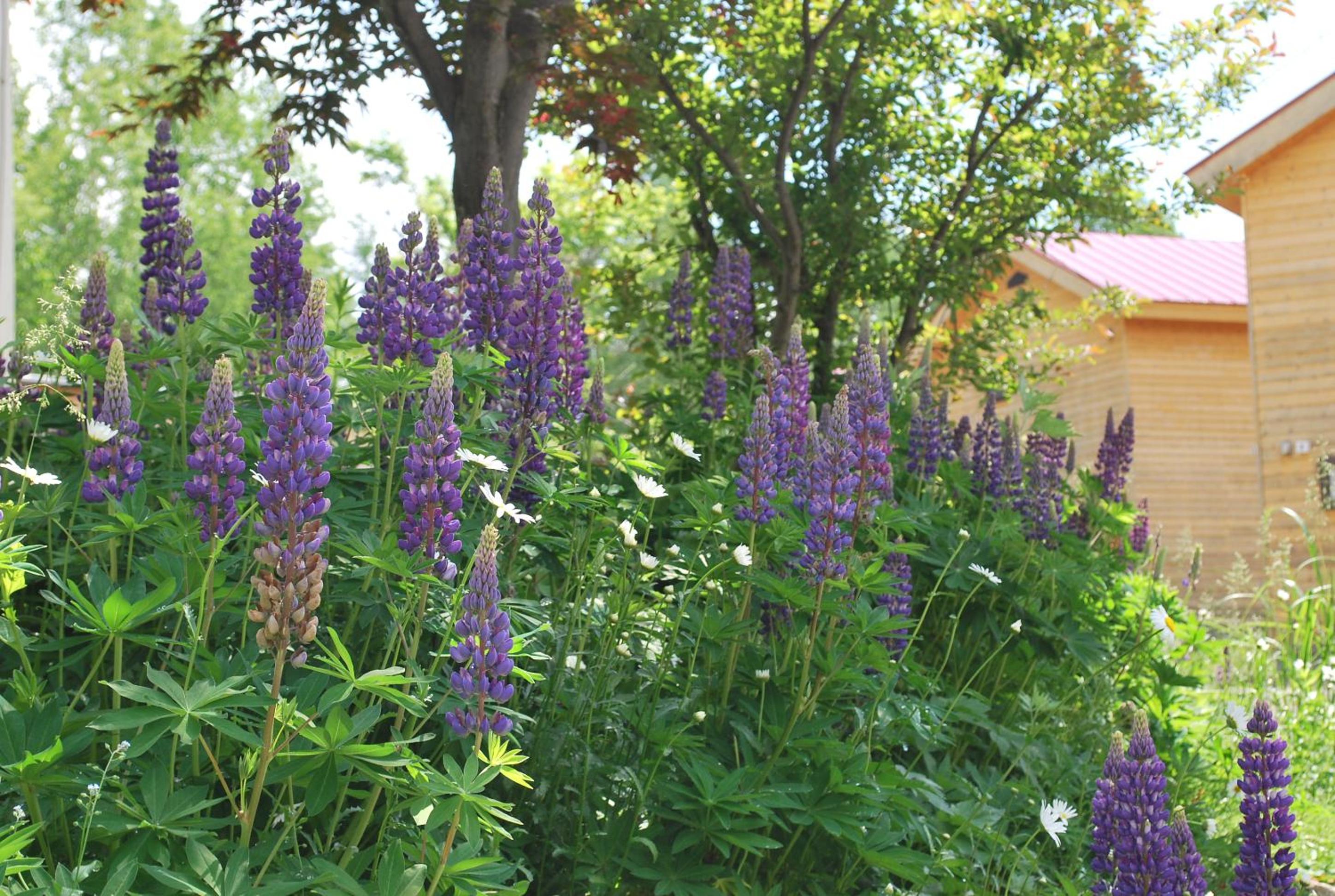 Auberge Ninguruforet, Biei - 14