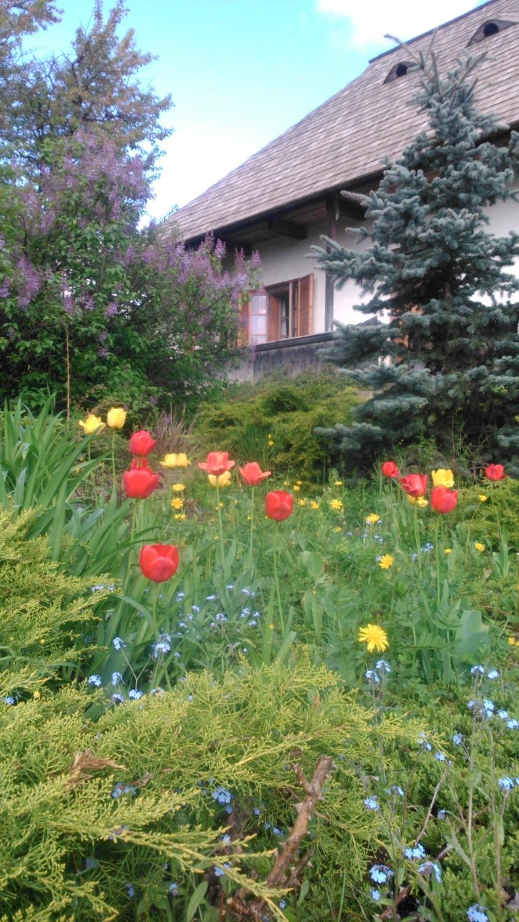 Casa Pintea - Bucovina view 3