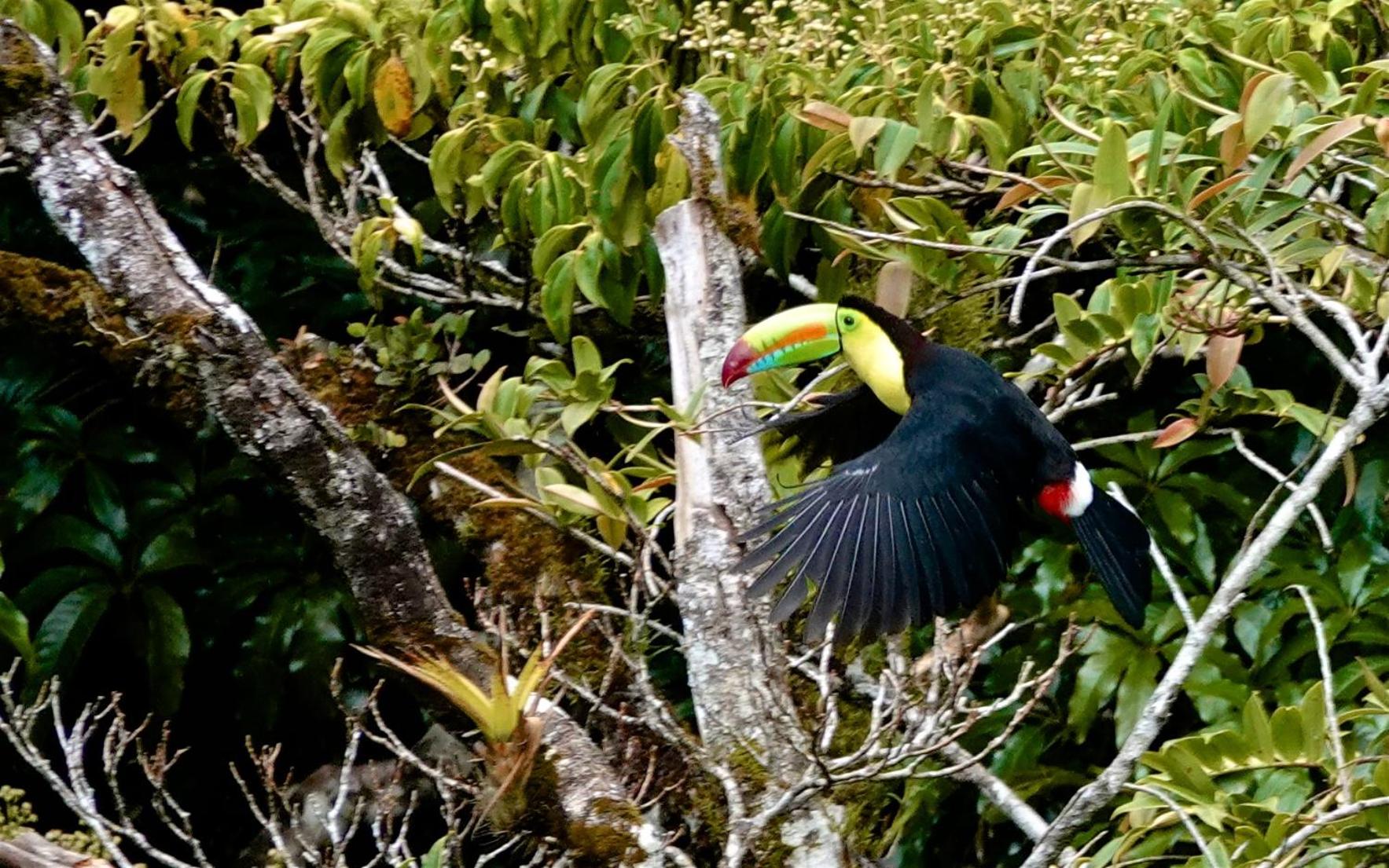 Monteverde Casa Mia, near main attractions and town!