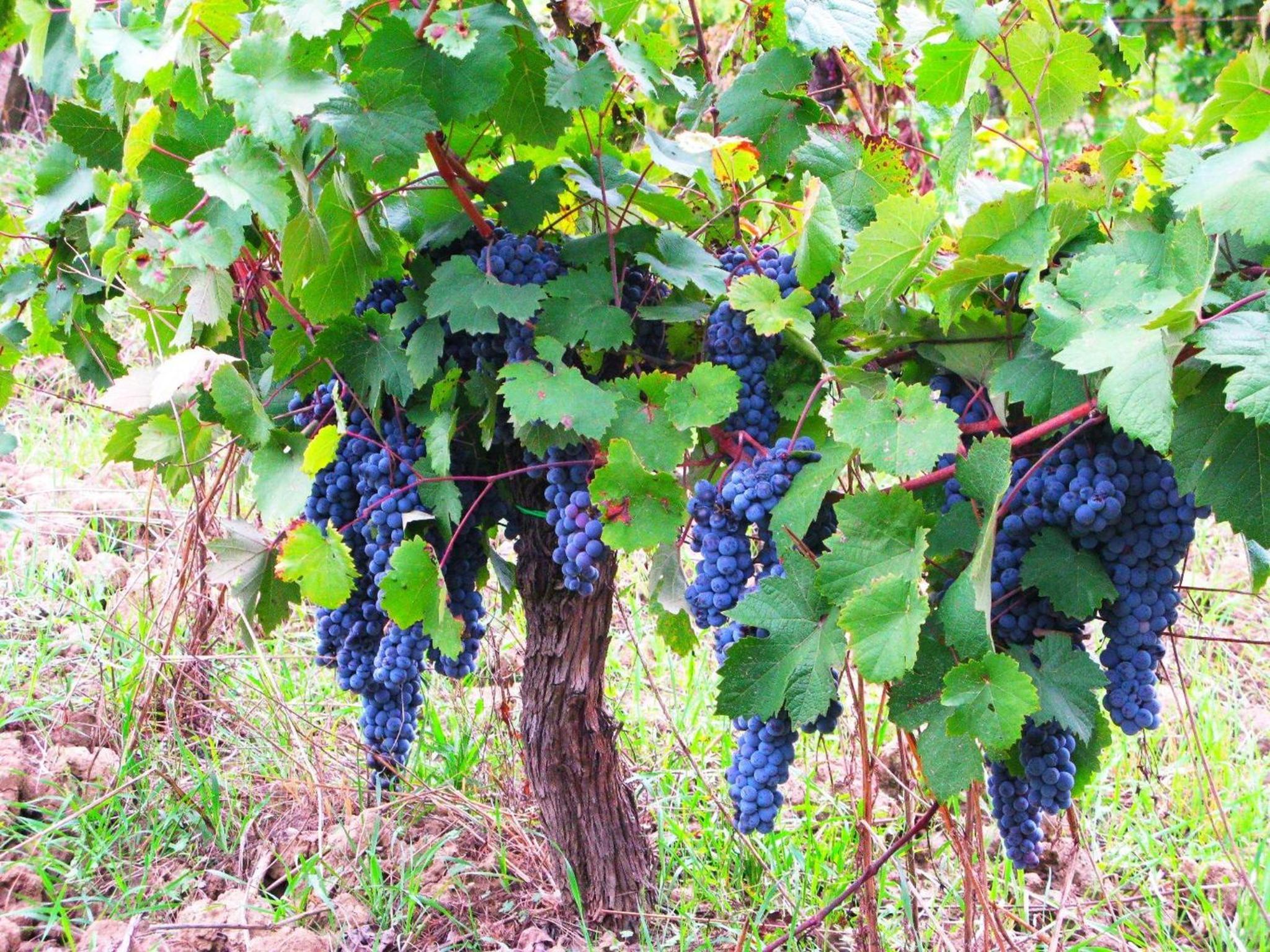Agriturismo Martignana Alta