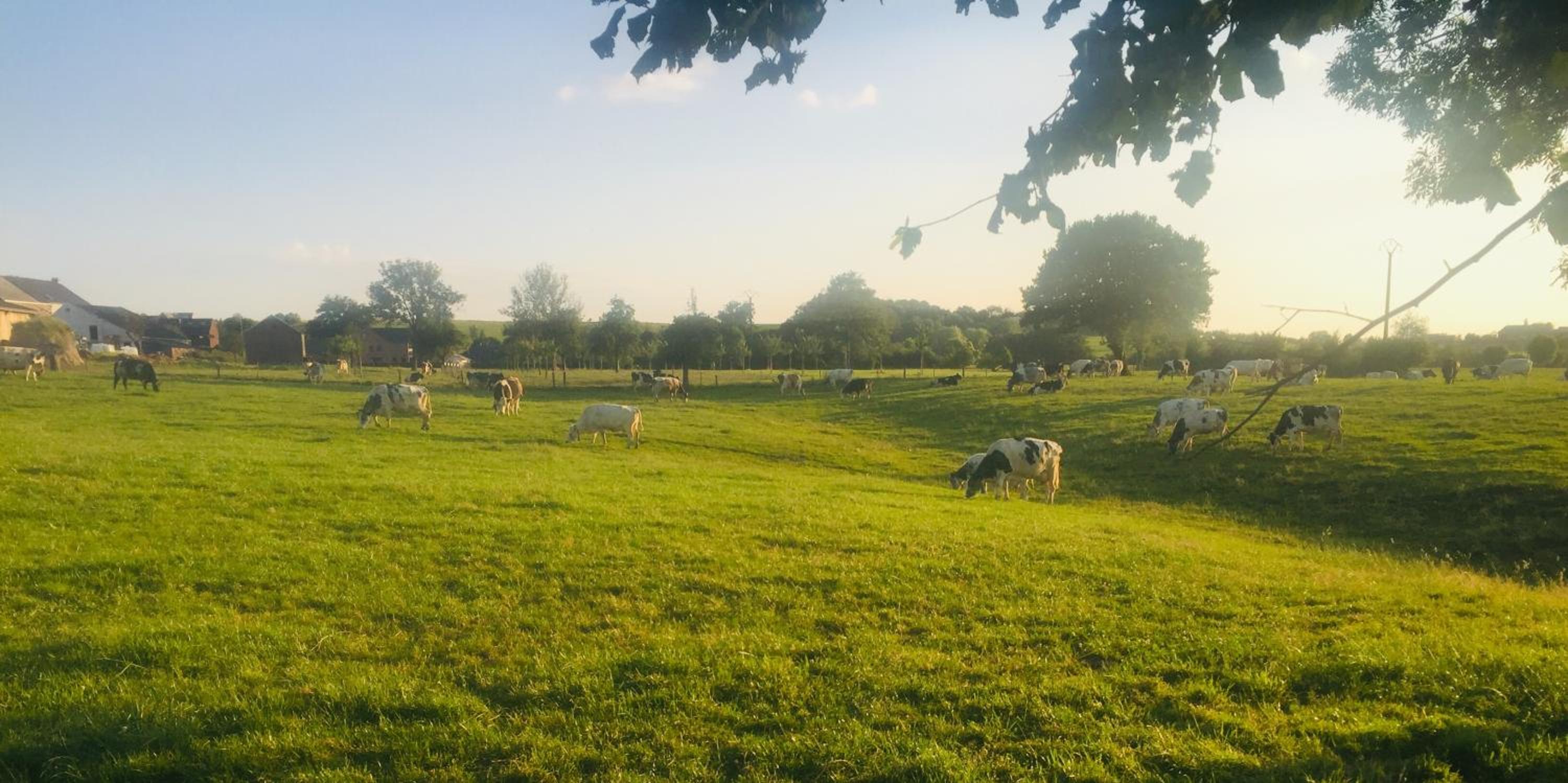 Aux pieds des vaches