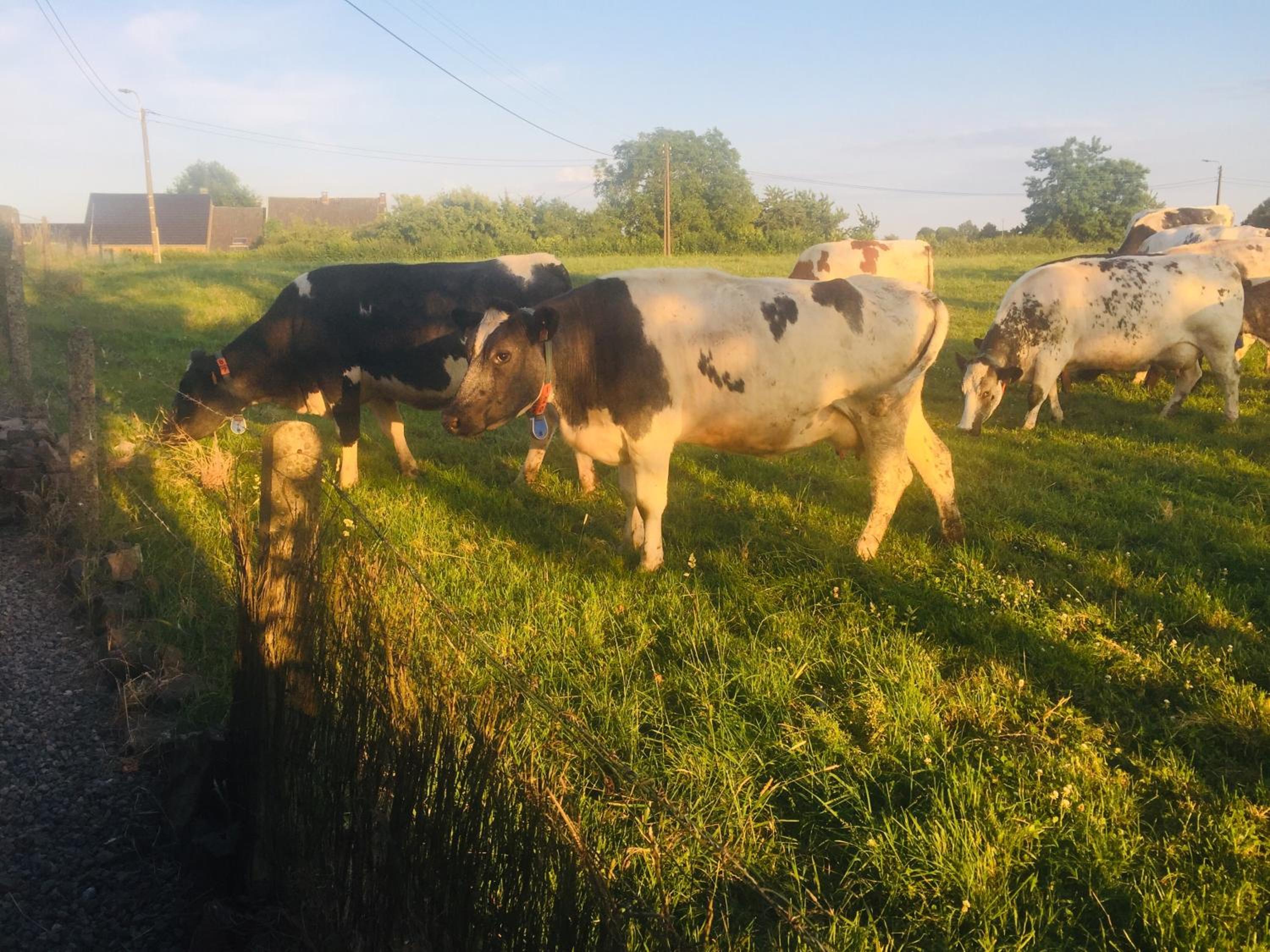 Aux pieds des vaches