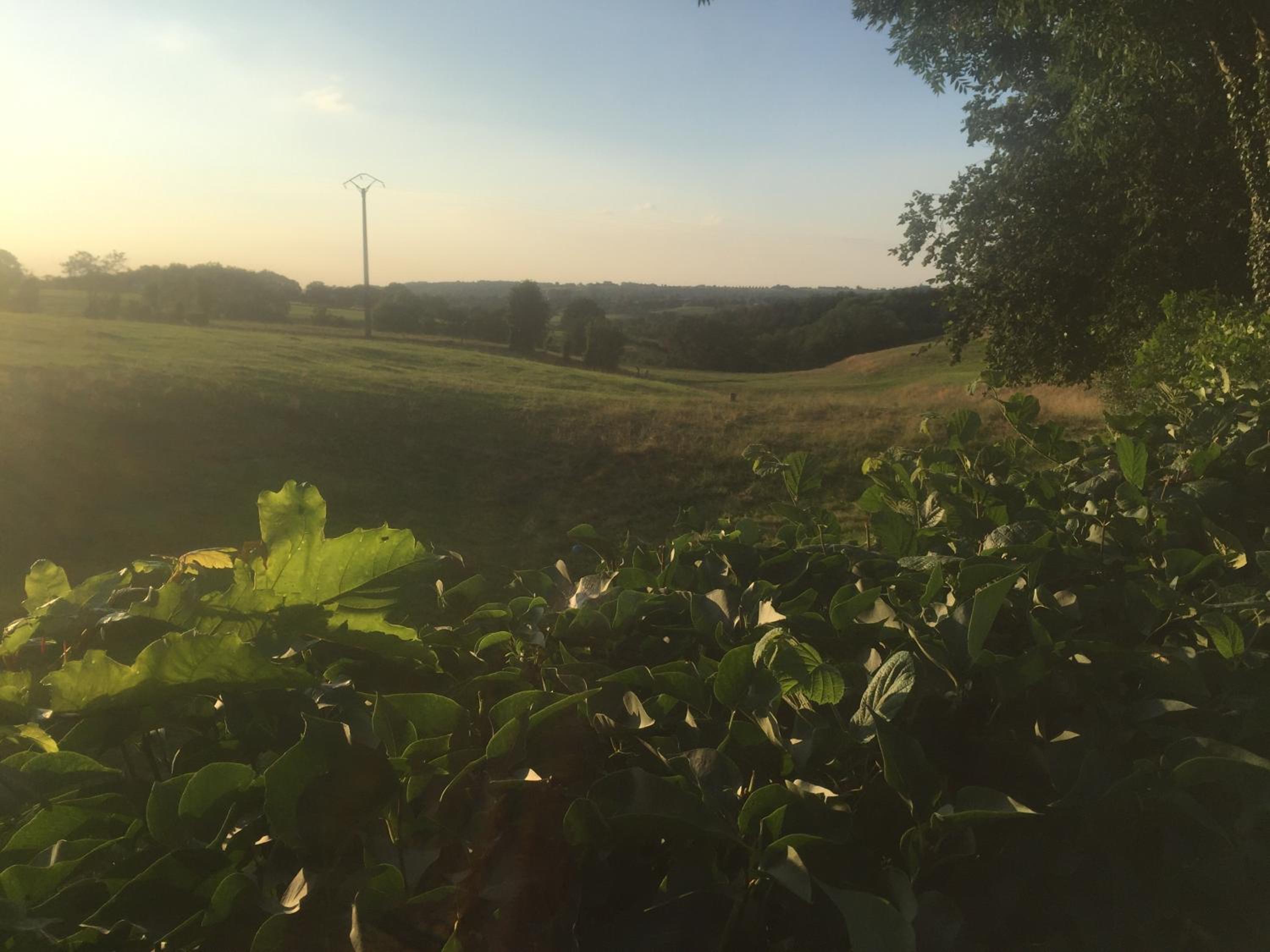 Aux pieds des vaches