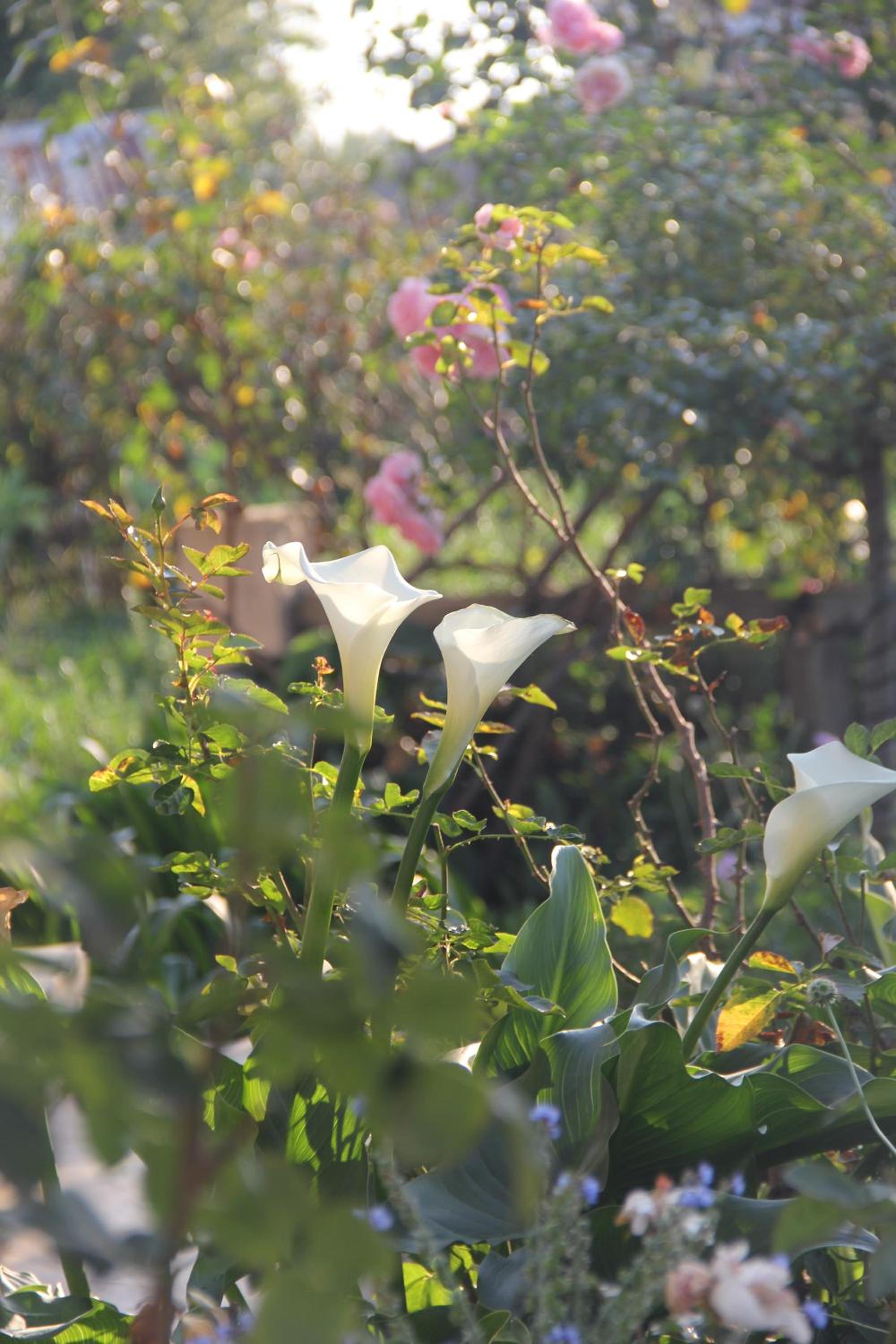 BELLA ROSA FARM view 2