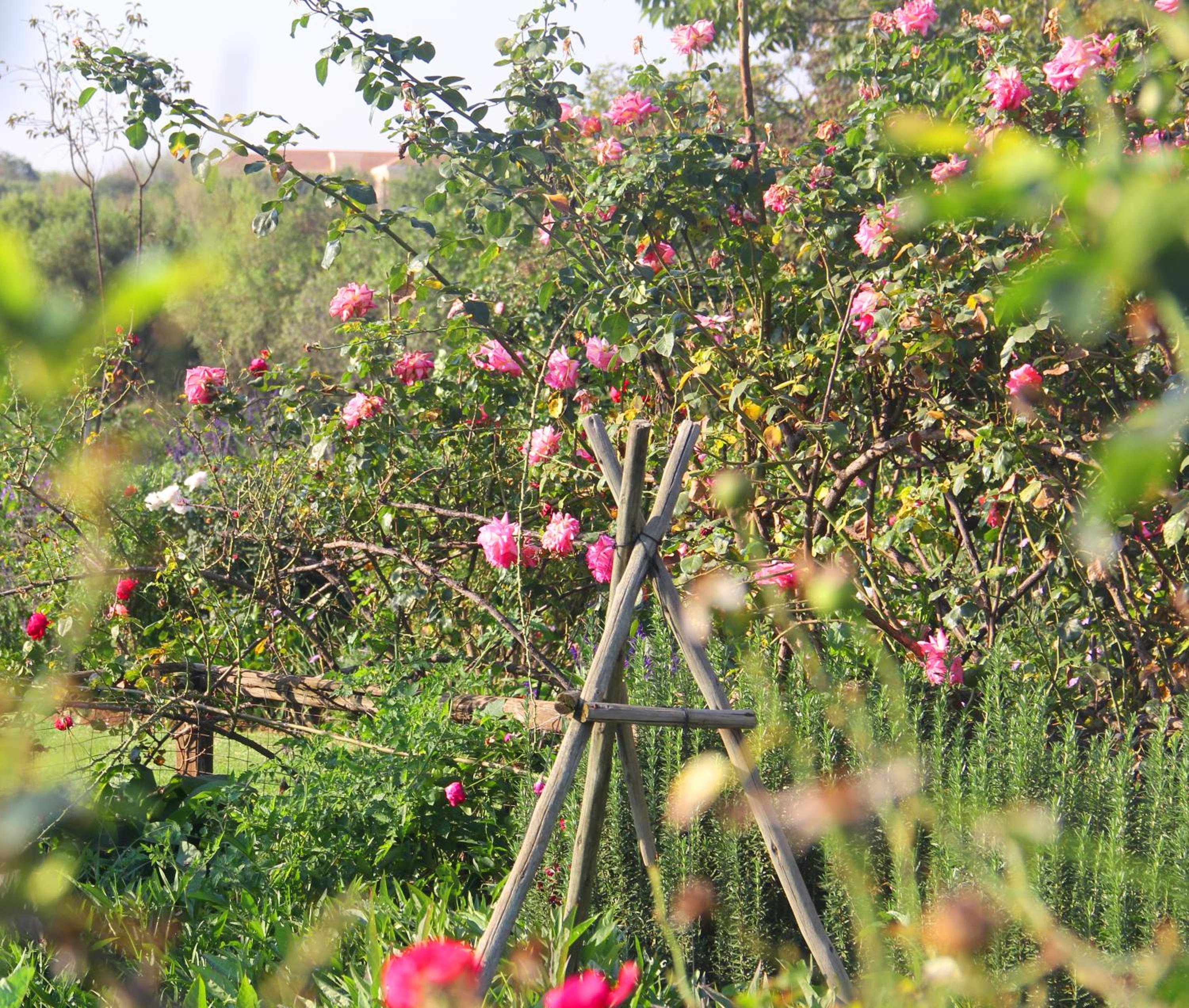 BELLA ROSA FARM view 3