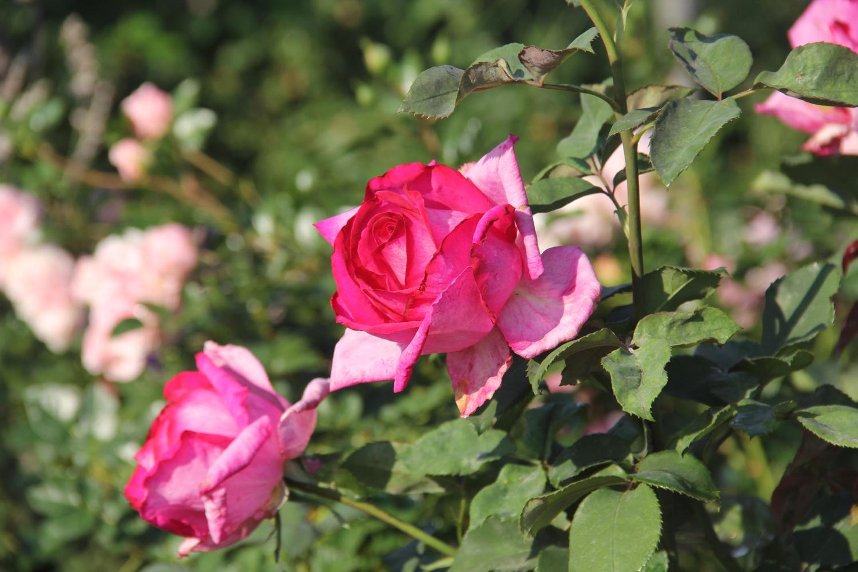 BELLA ROSA FARM view 4