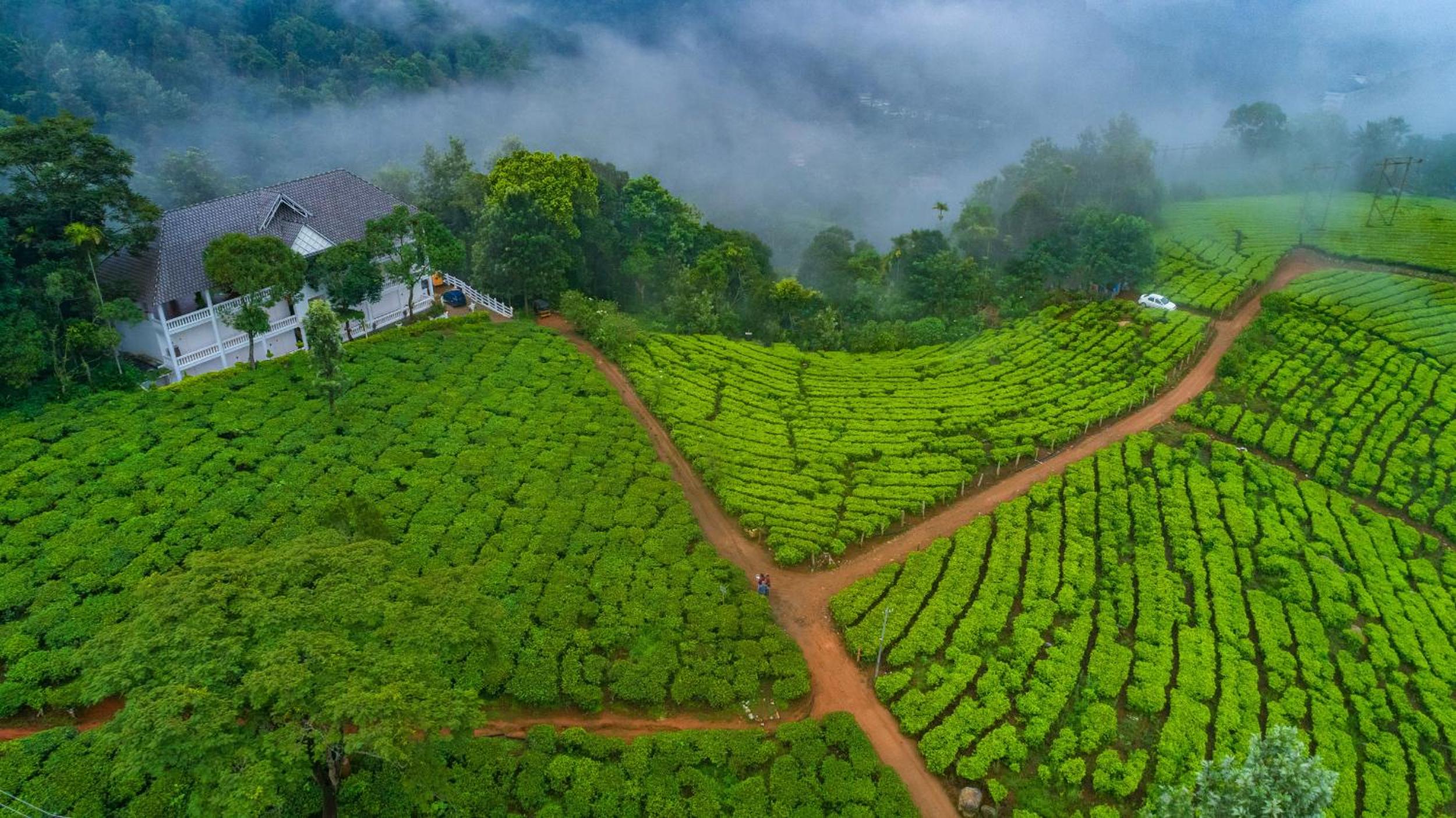 Tea Harvester