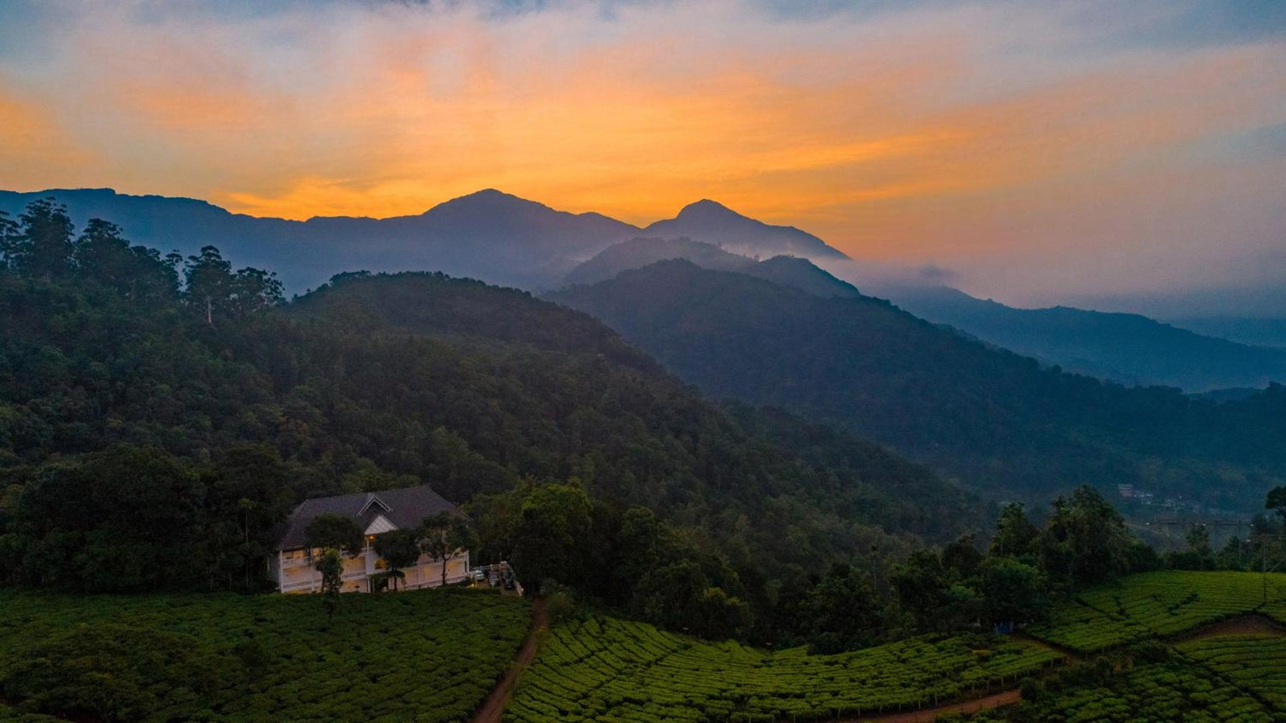 Tea Harvester