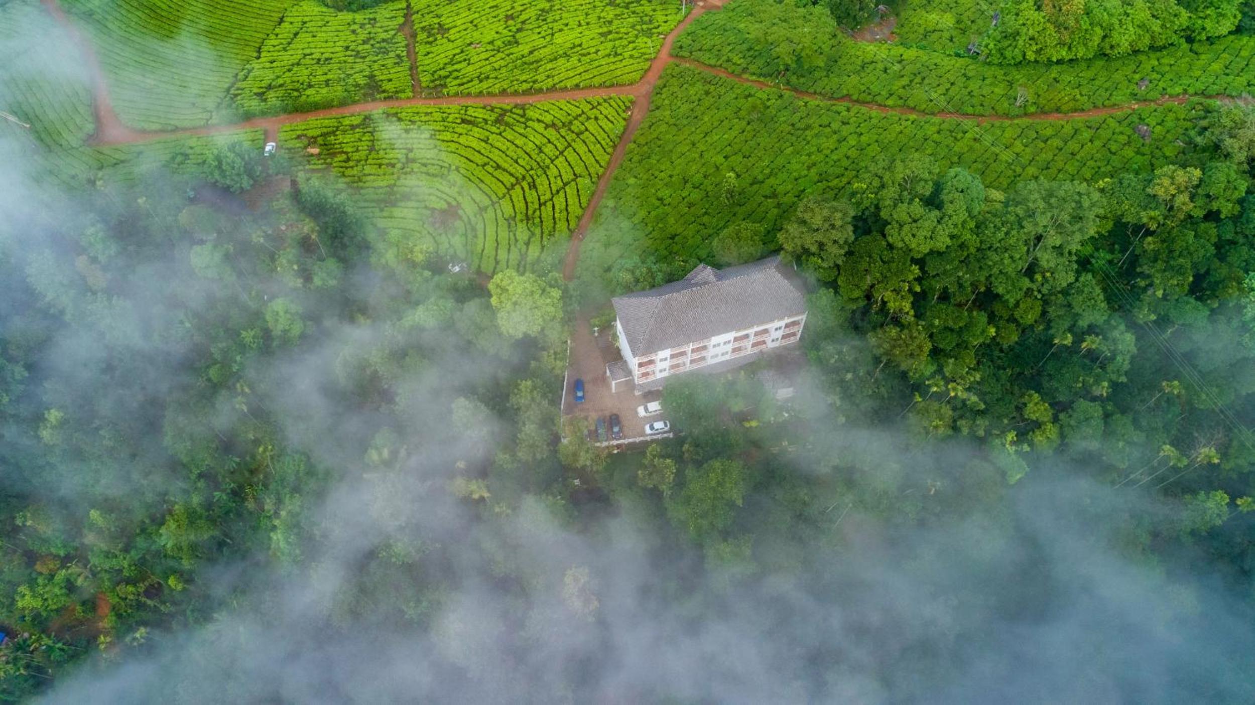 Tea Harvester