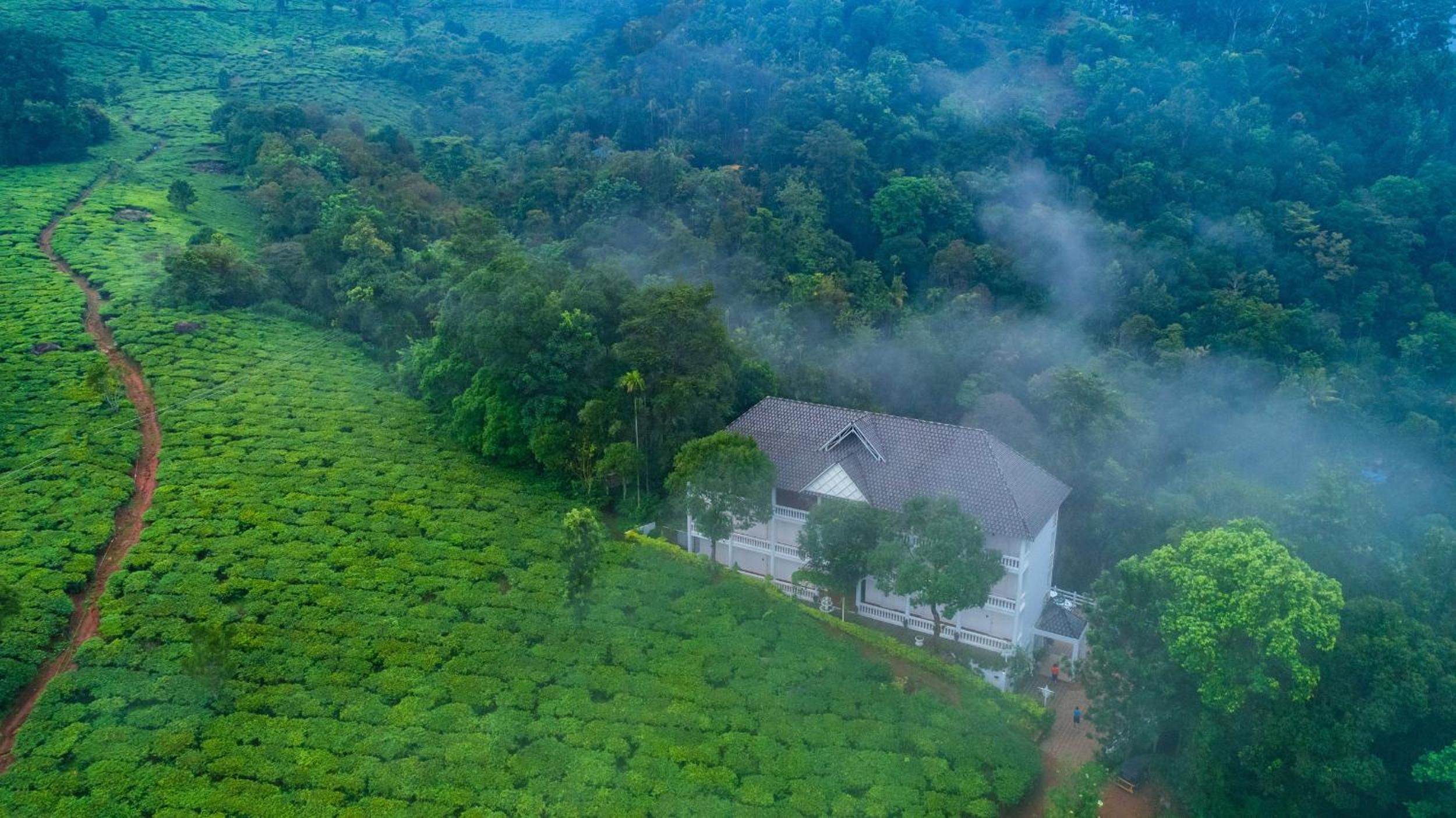 Tea Harvester