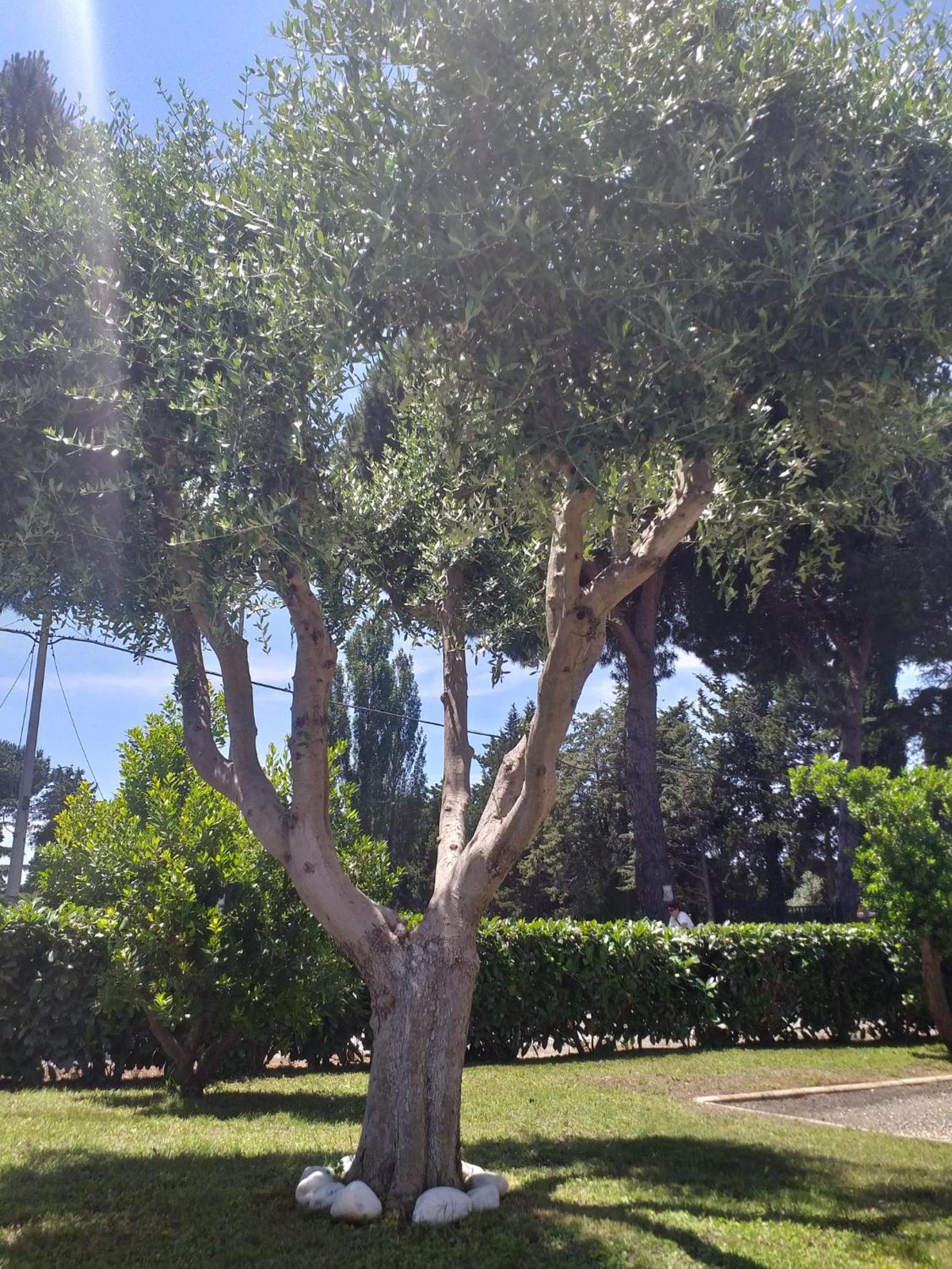 Photo 31