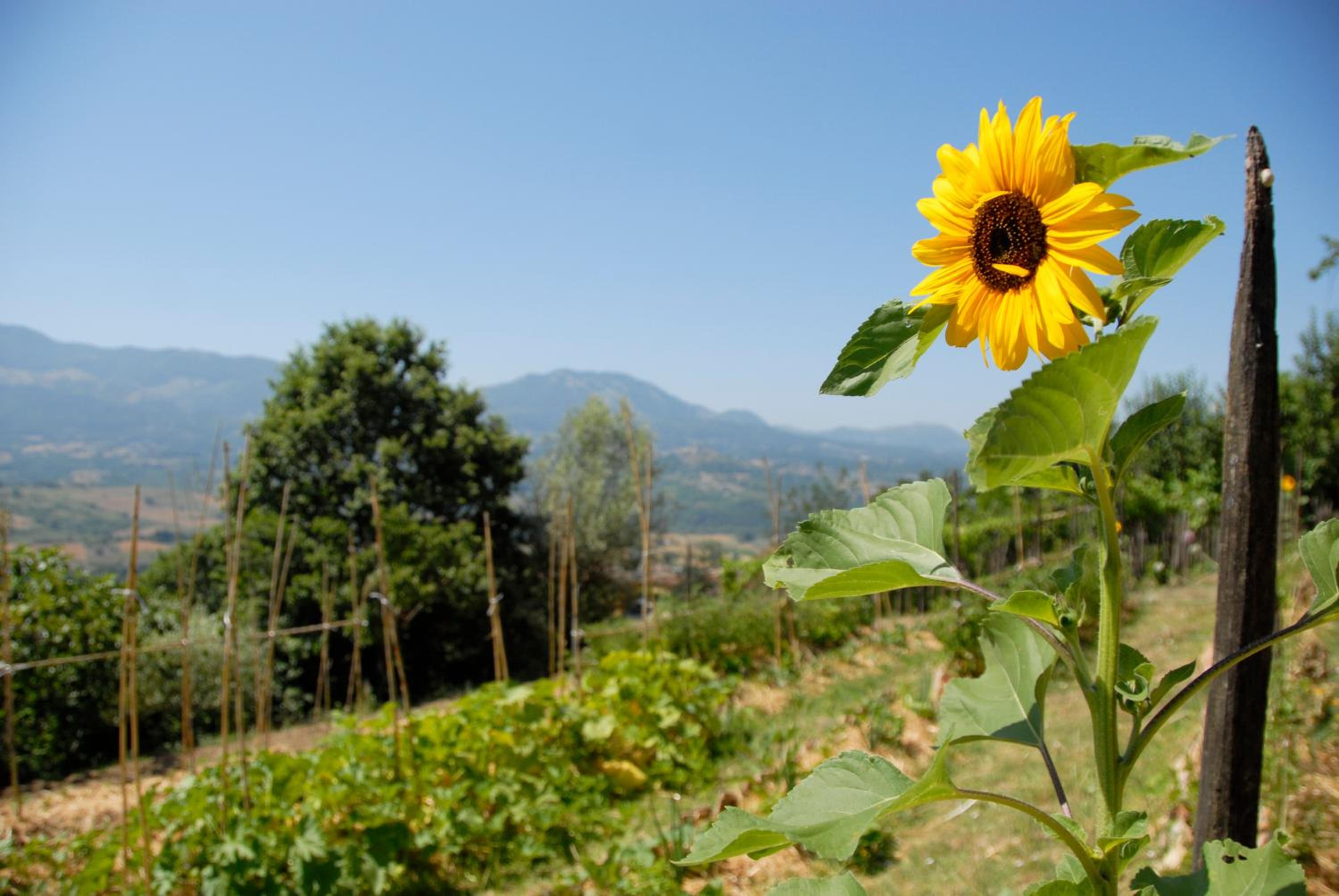 other