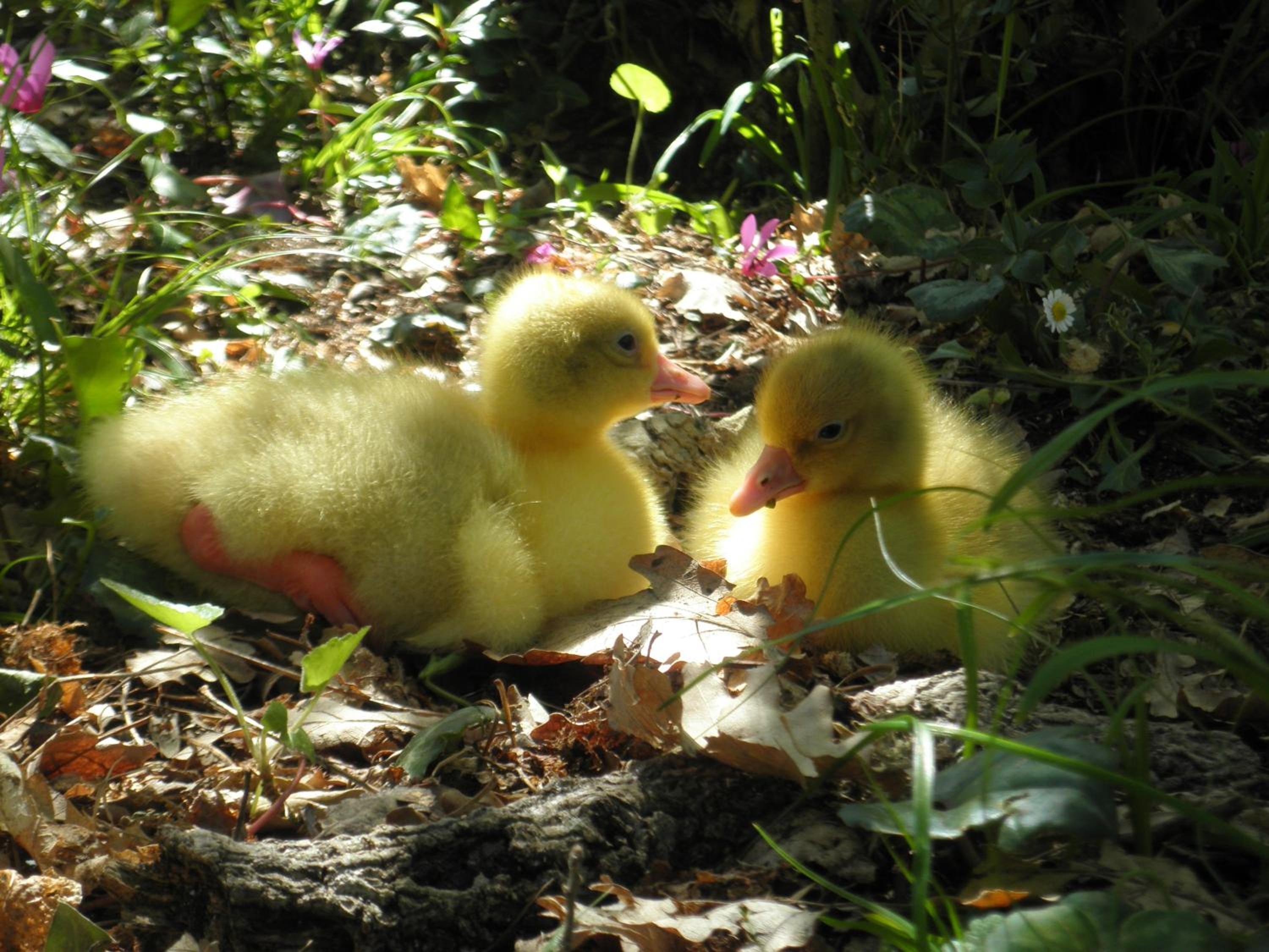 Photo 45