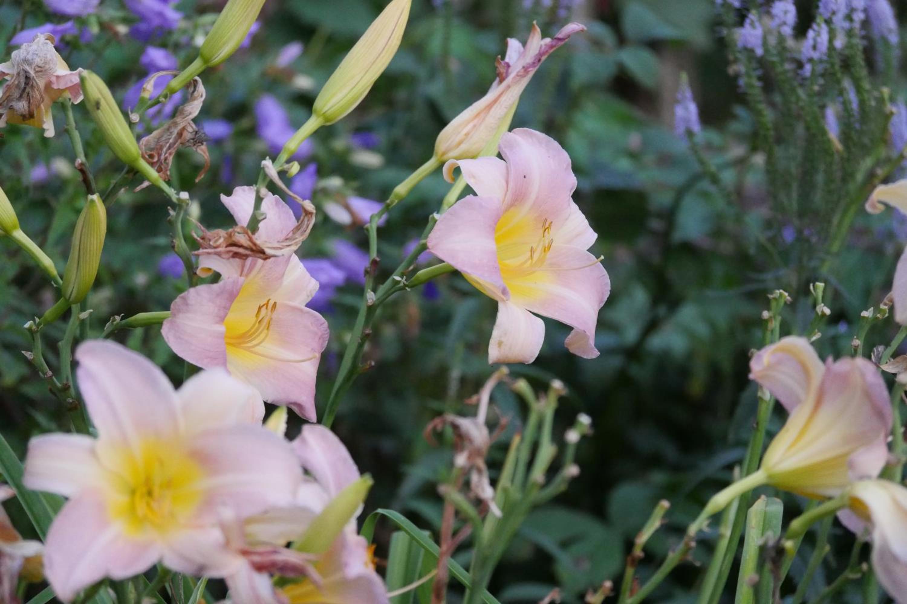 Kleine Villa im wilden Garten