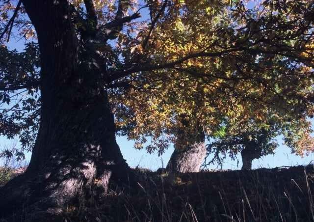 Photo 56