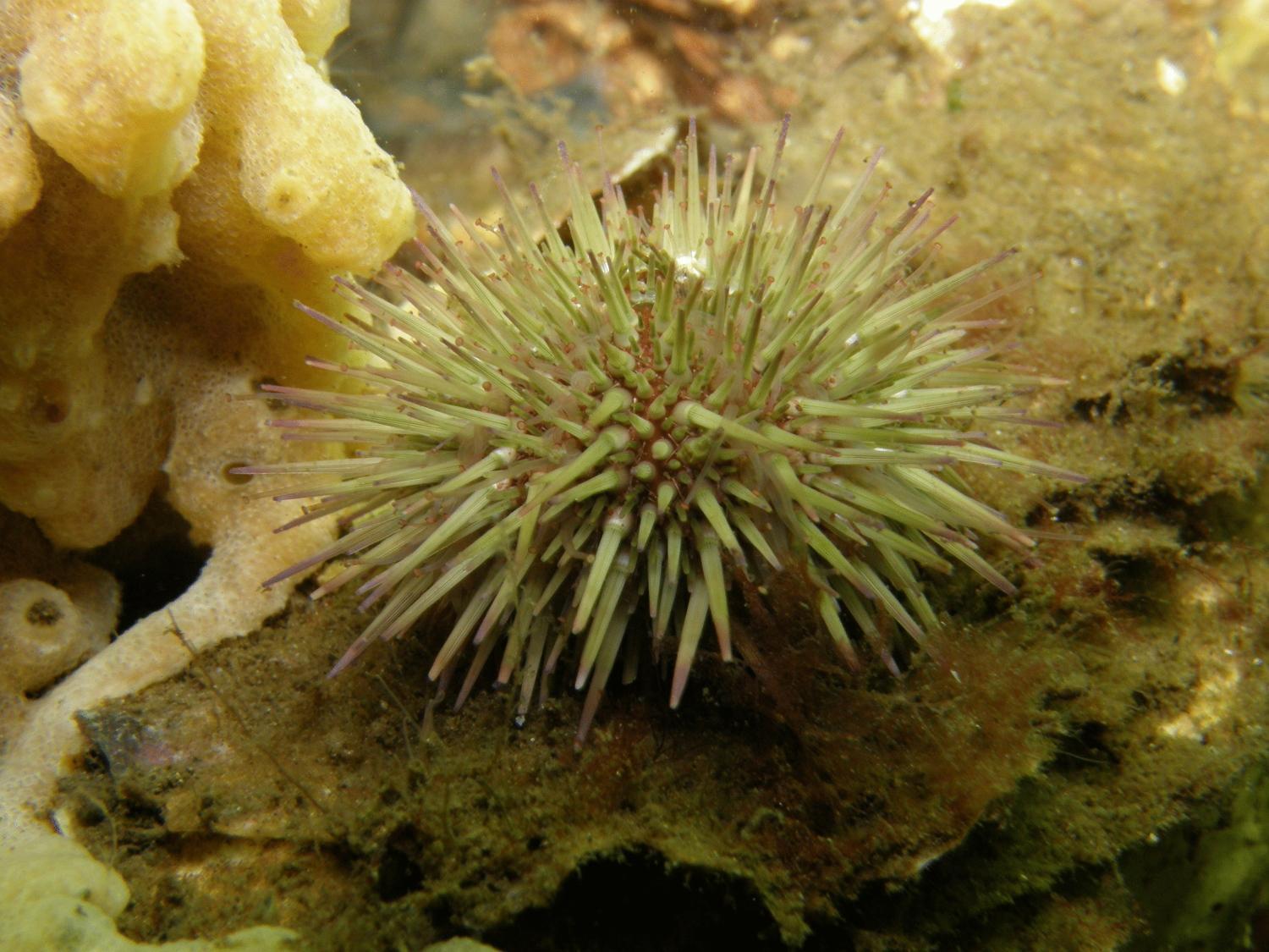 Hofstede Villetta