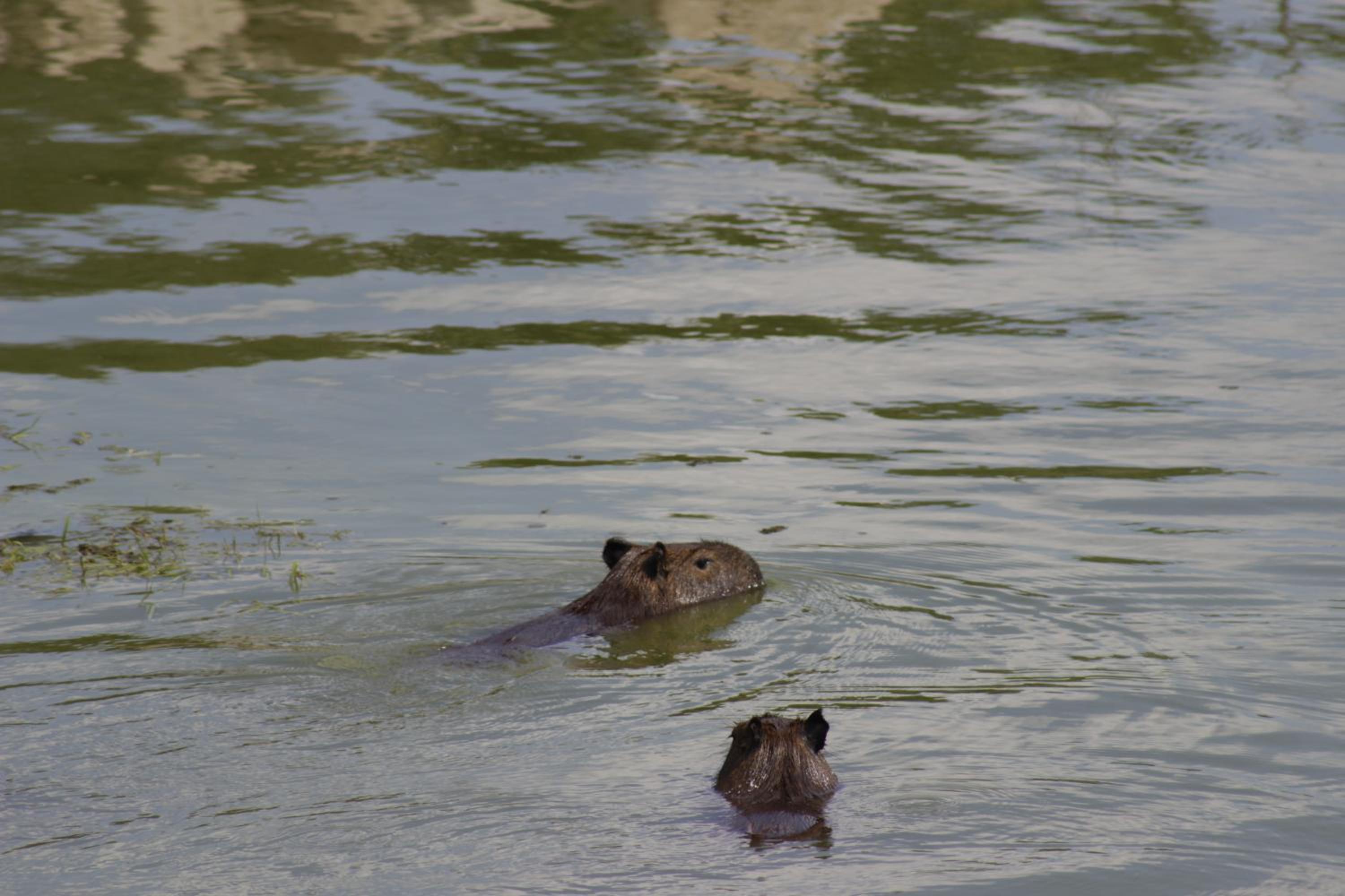 Photo 48