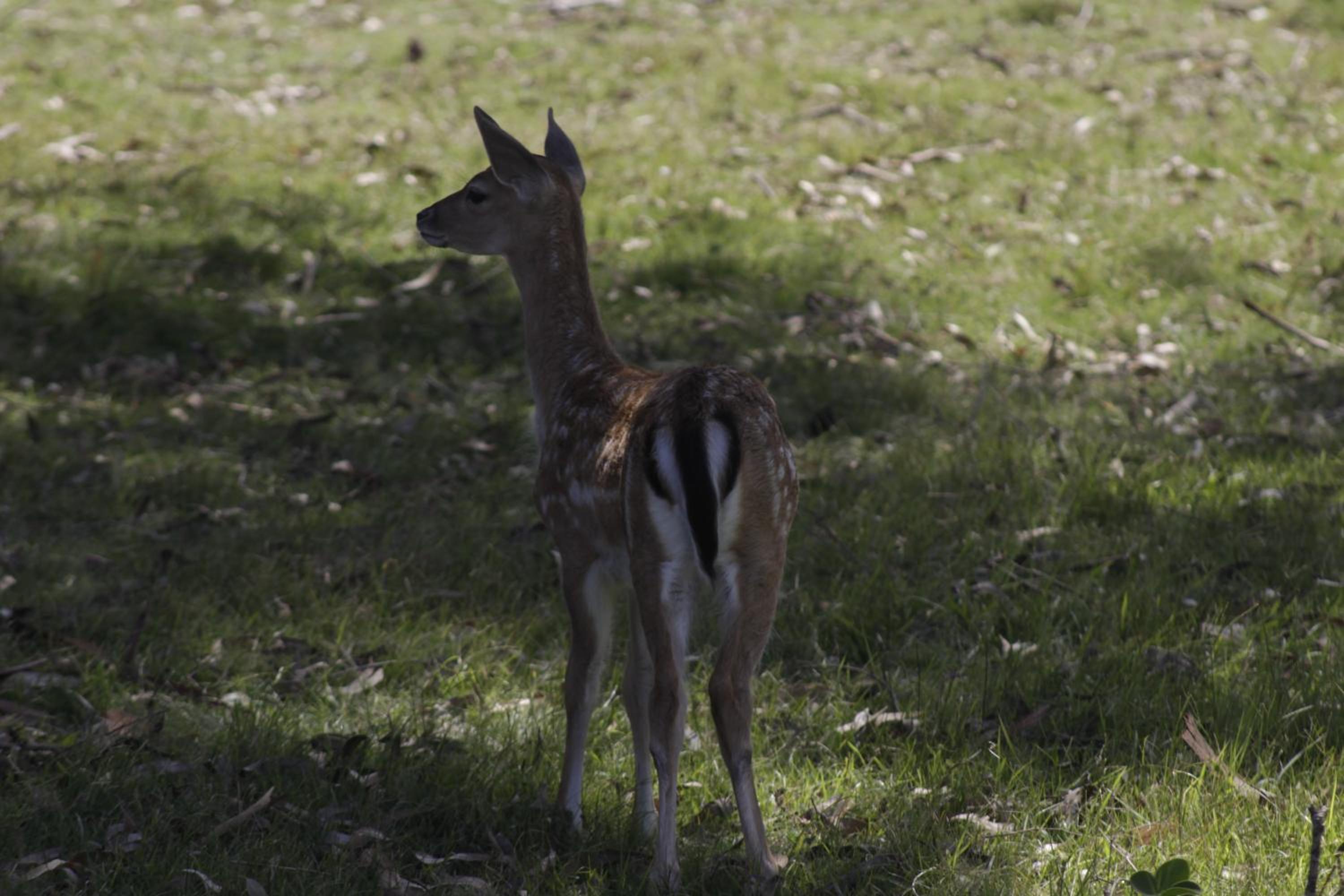 Photo 43