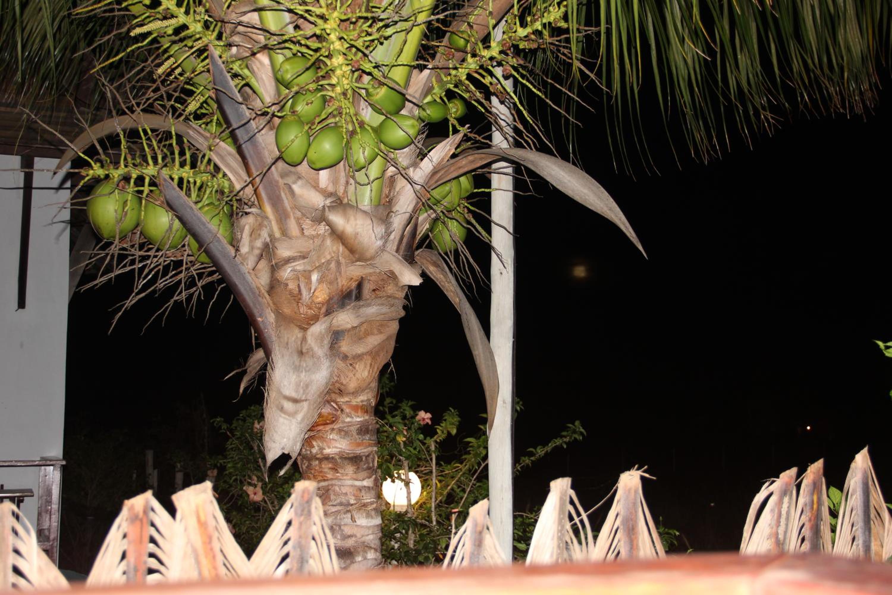 Photo 42