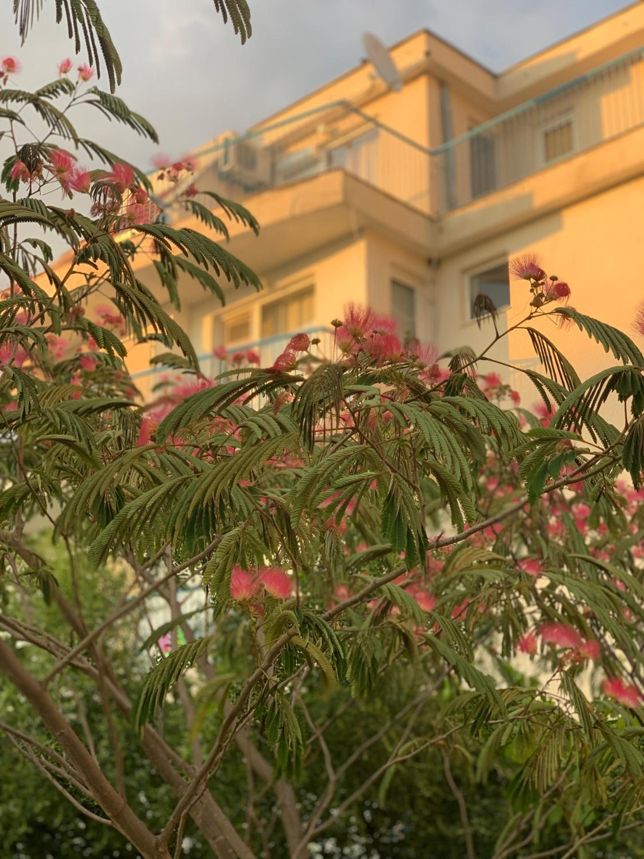Lilia Guest House
