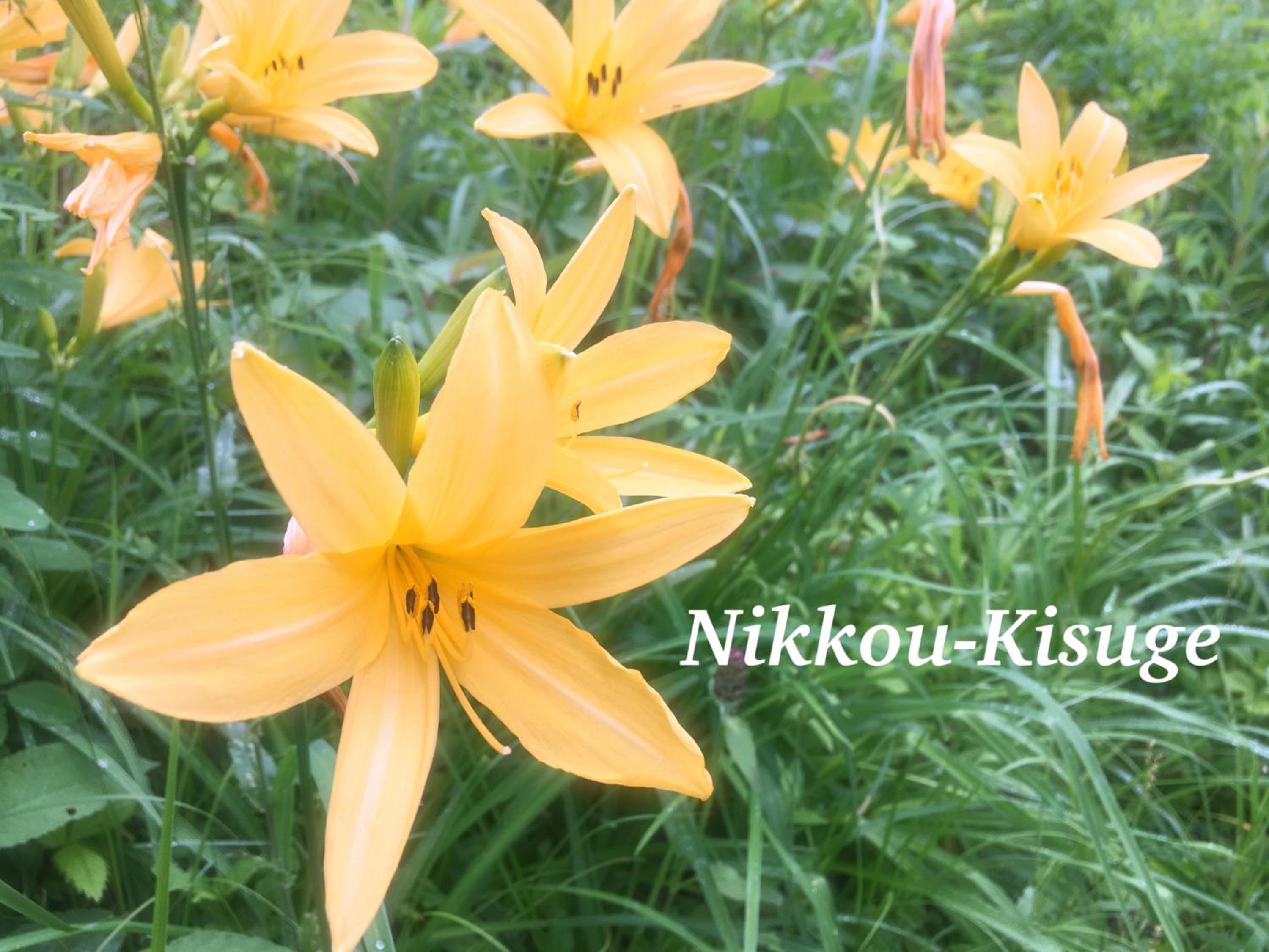 Pension Wildflowers