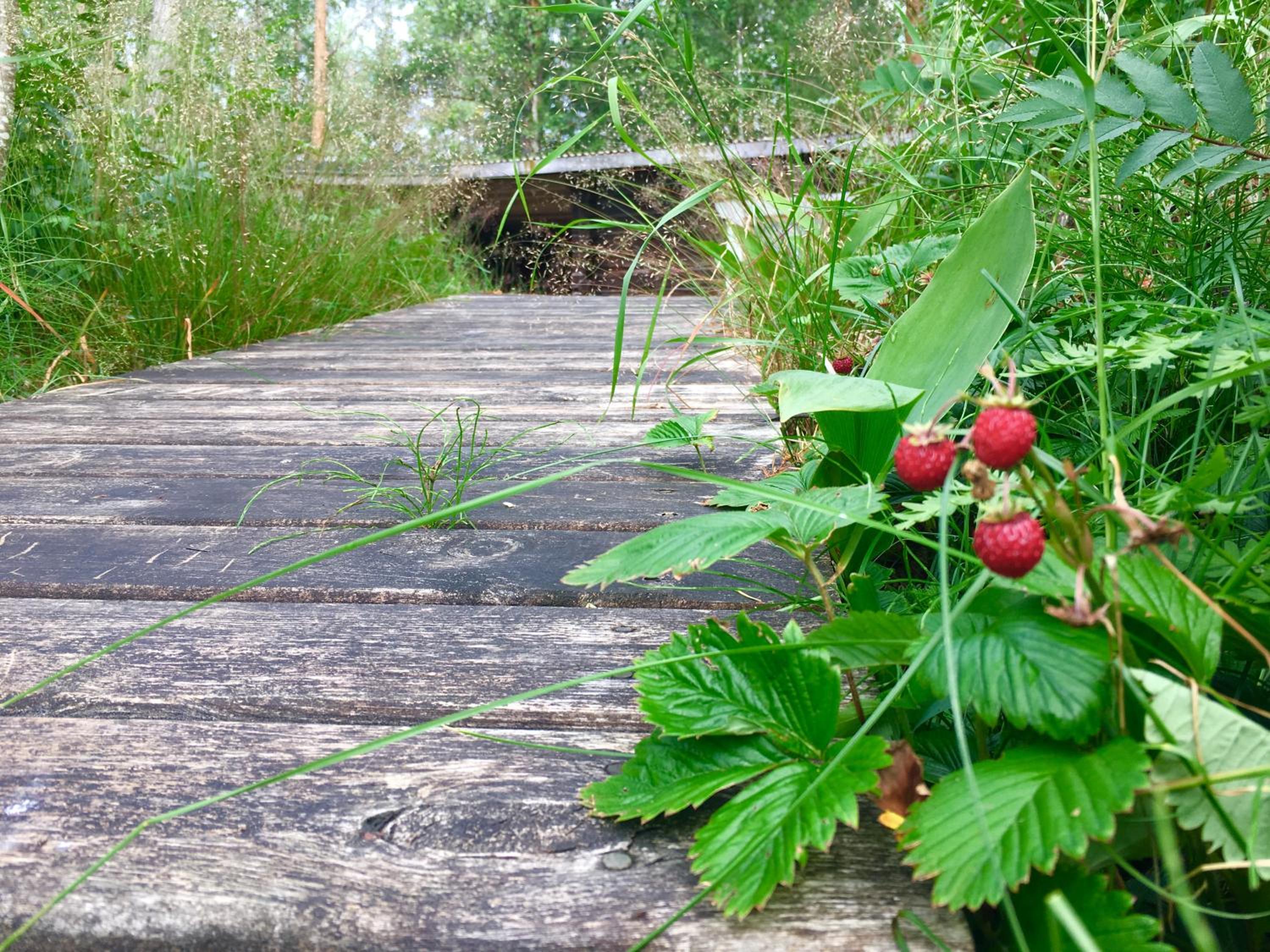 Blueberry Villa at Saimaa Lakeside