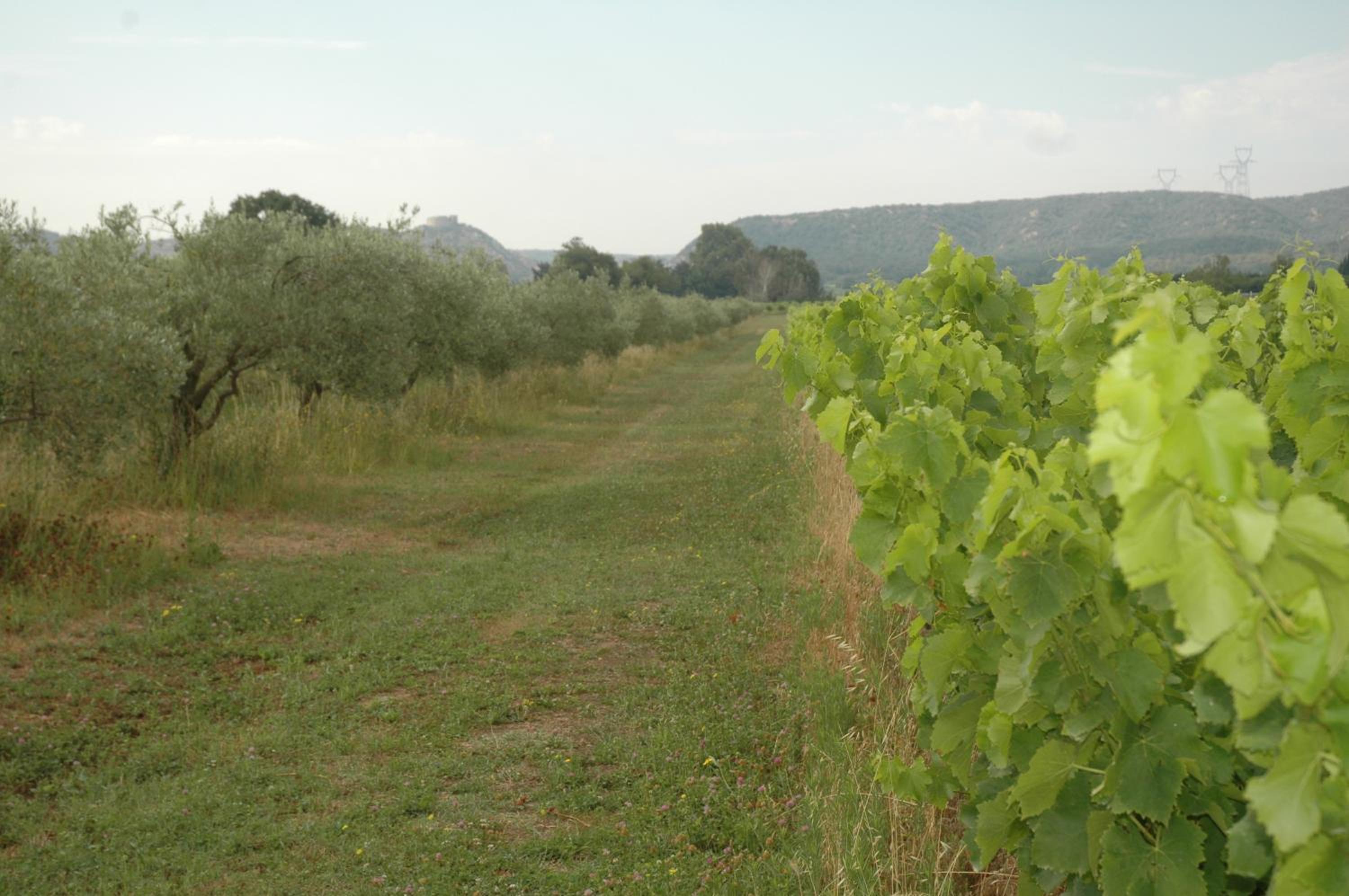 Domaine de Sévanes, photo 37