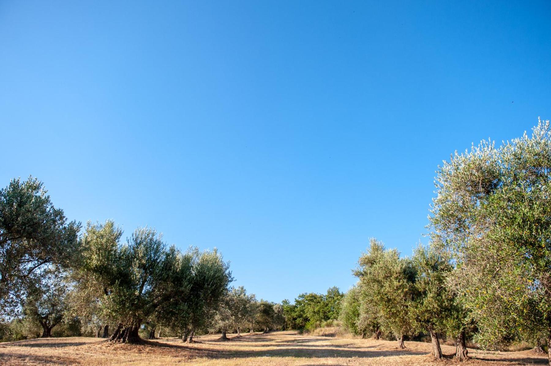 Agriturismo Poggio del Pero