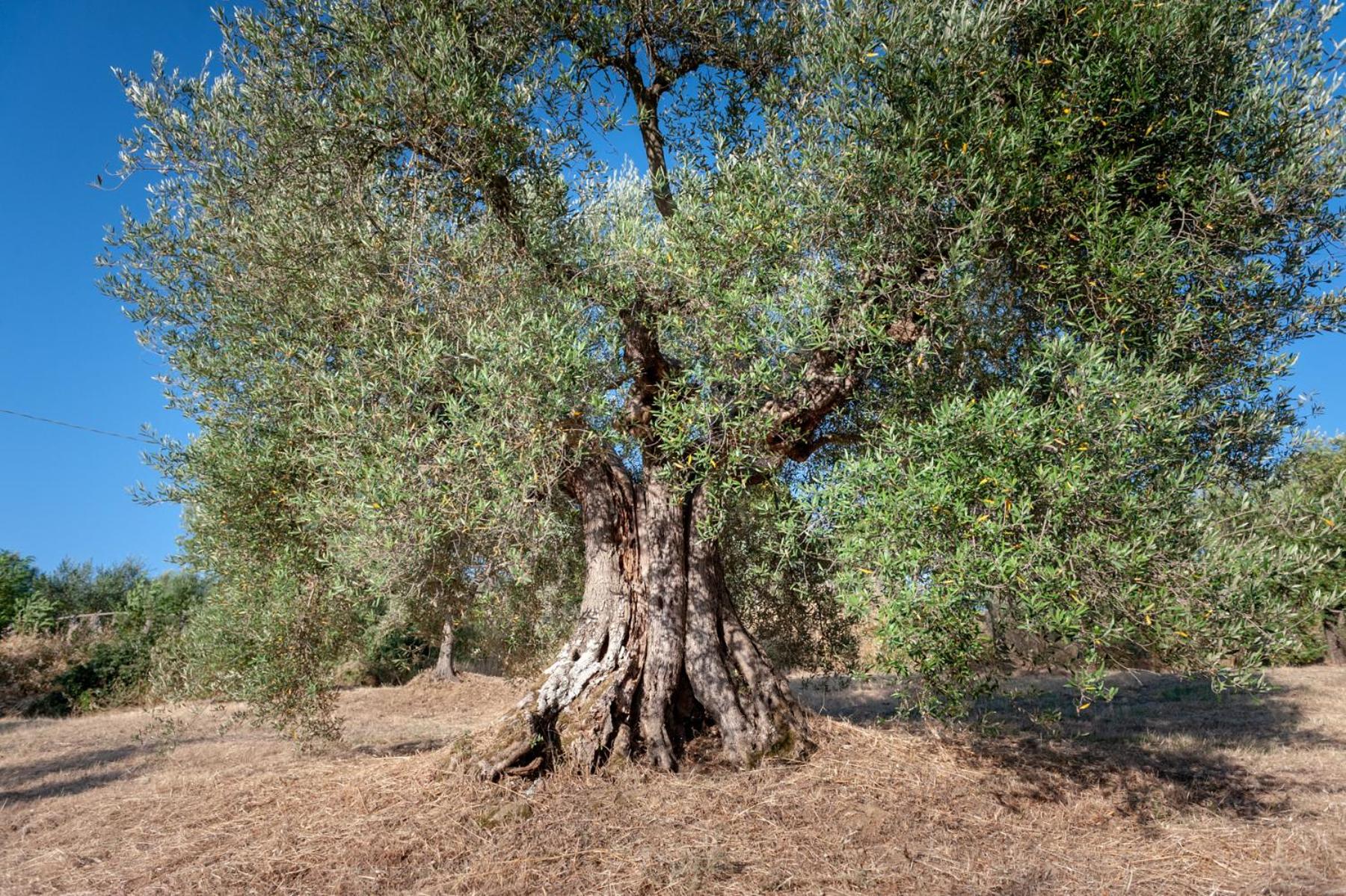 Agriturismo Poggio del Pero