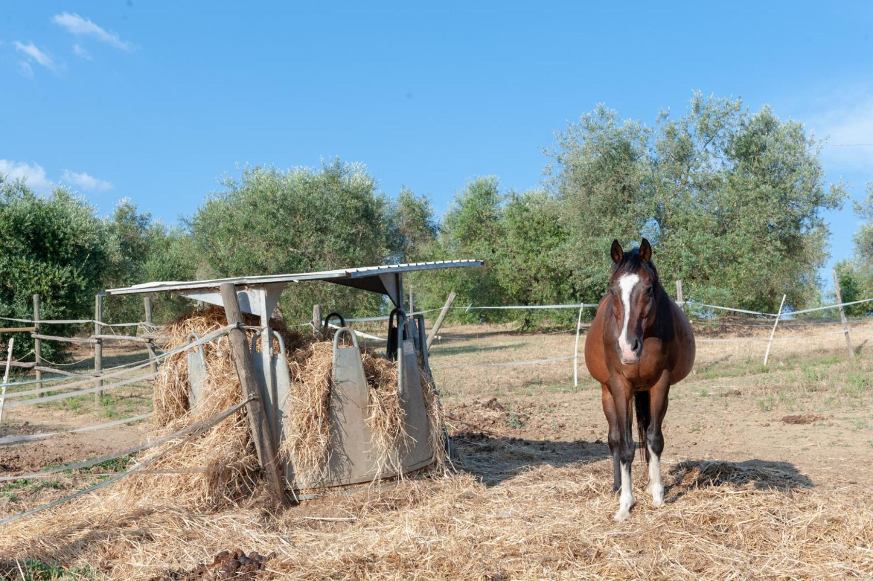 Agriturismo Poggio del Pero