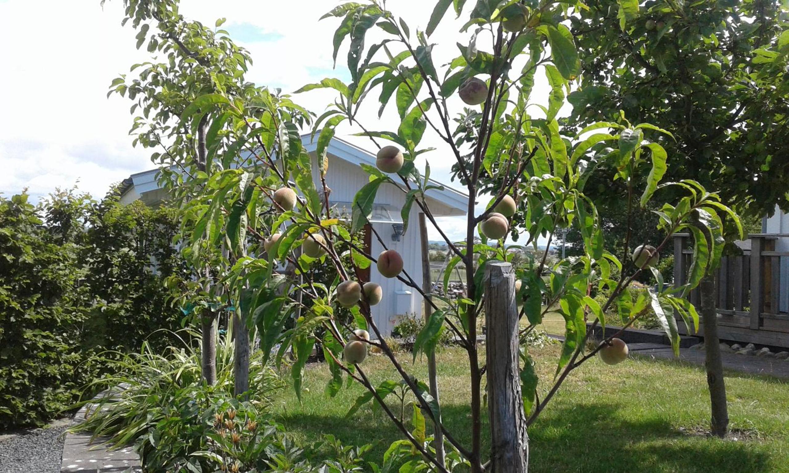 Photo 8
