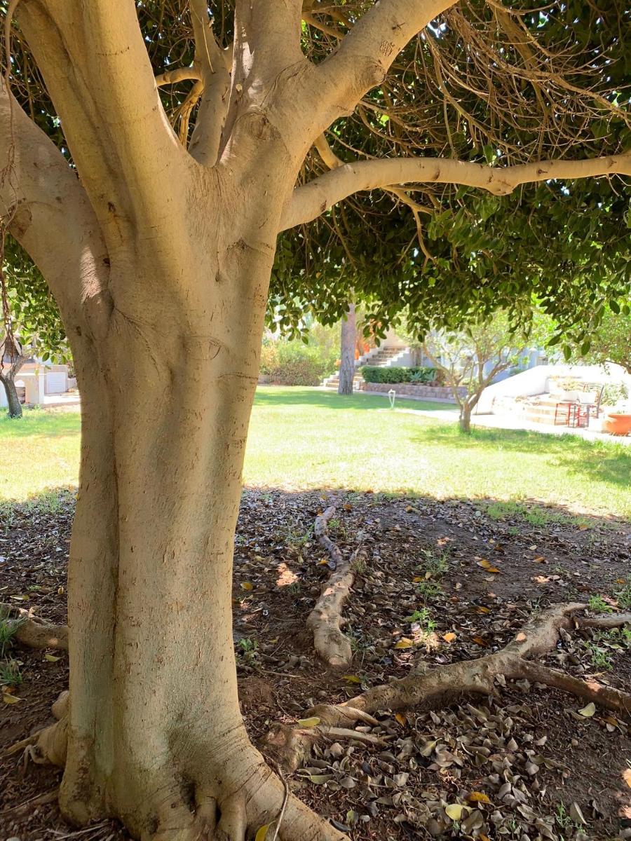 Villa Melita Seafront photo 3