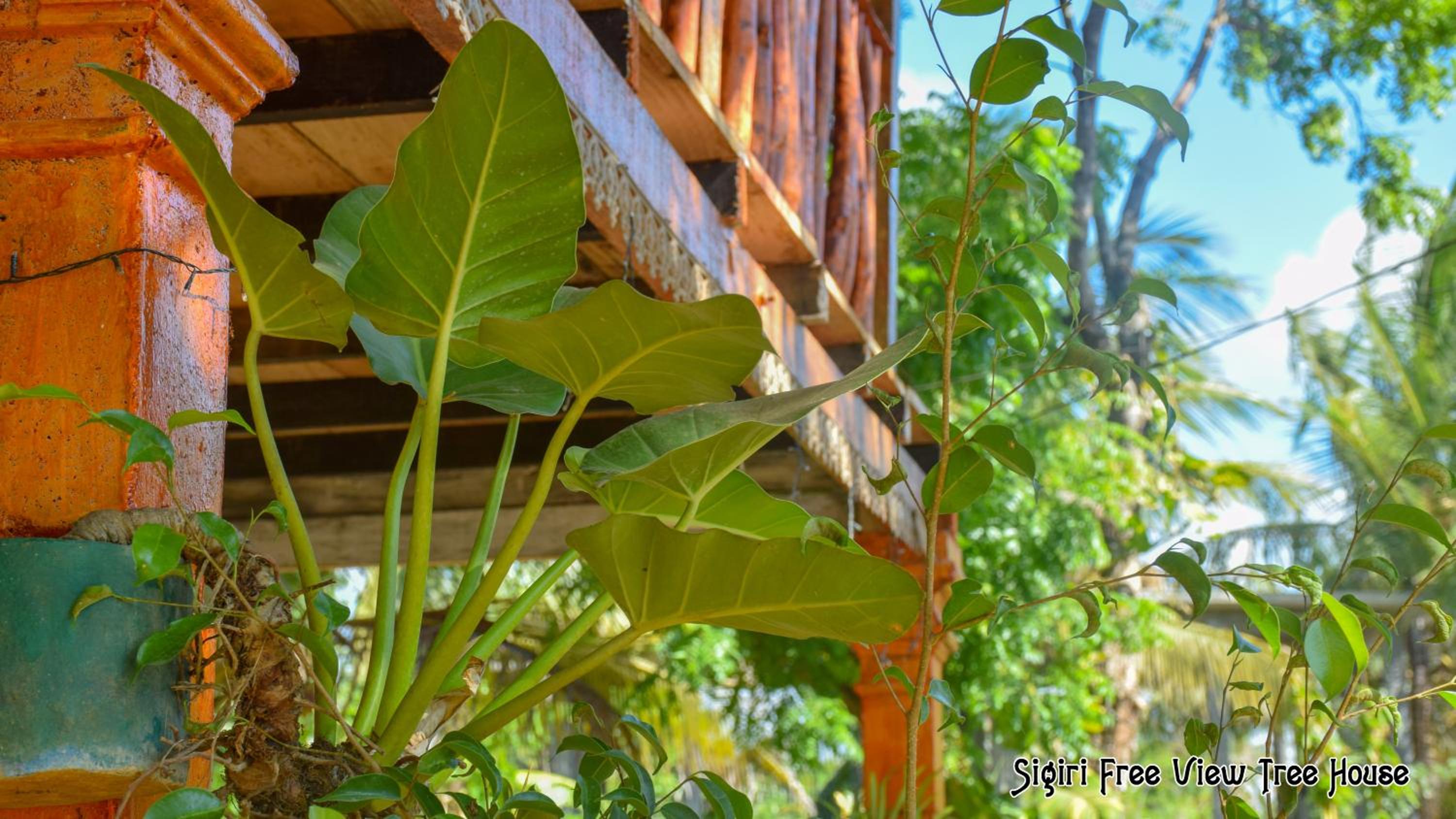 Sigiriya Free View Tree House & Villa view 4