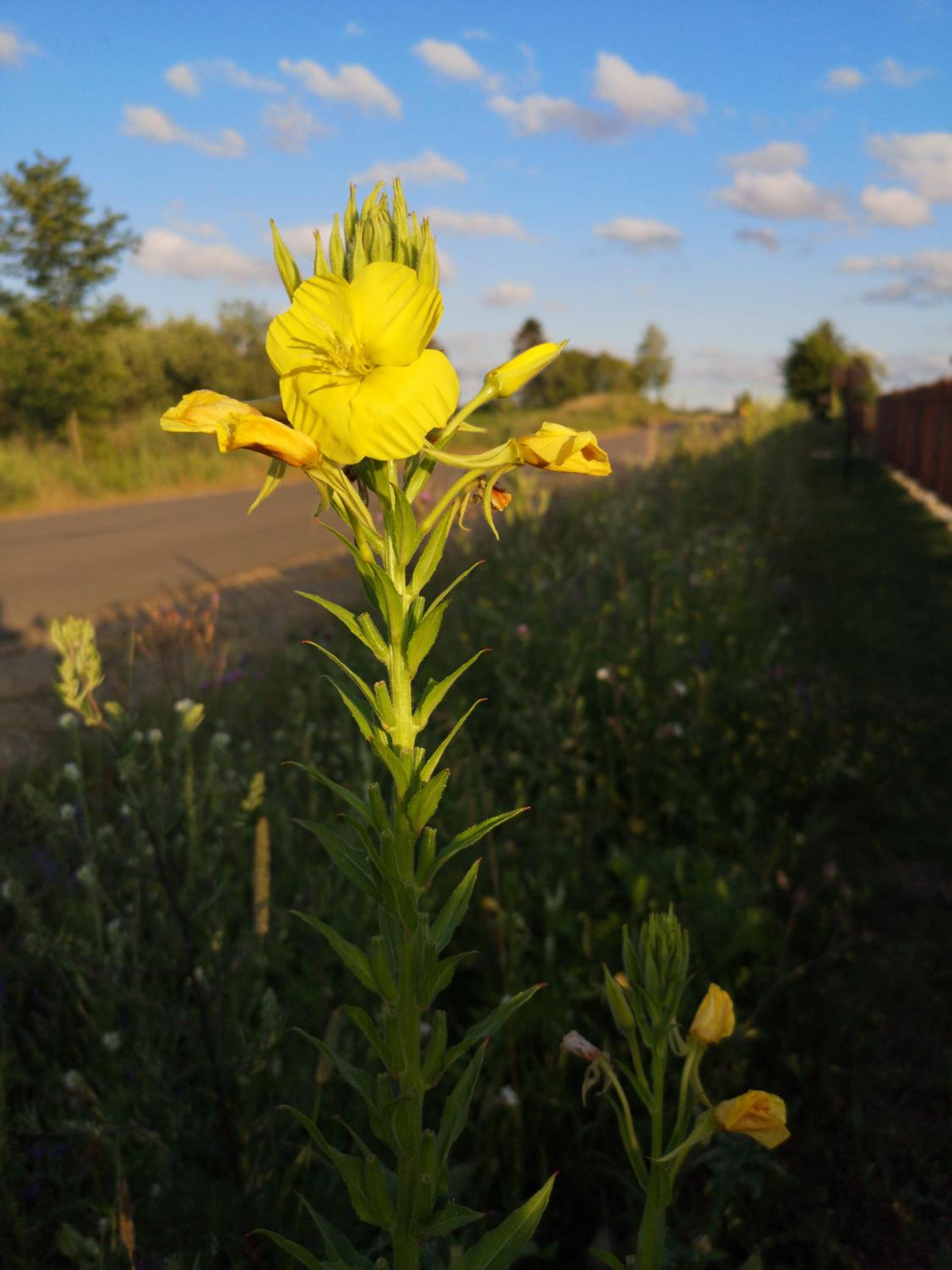 Photo 42